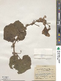 Benincasa hispida image