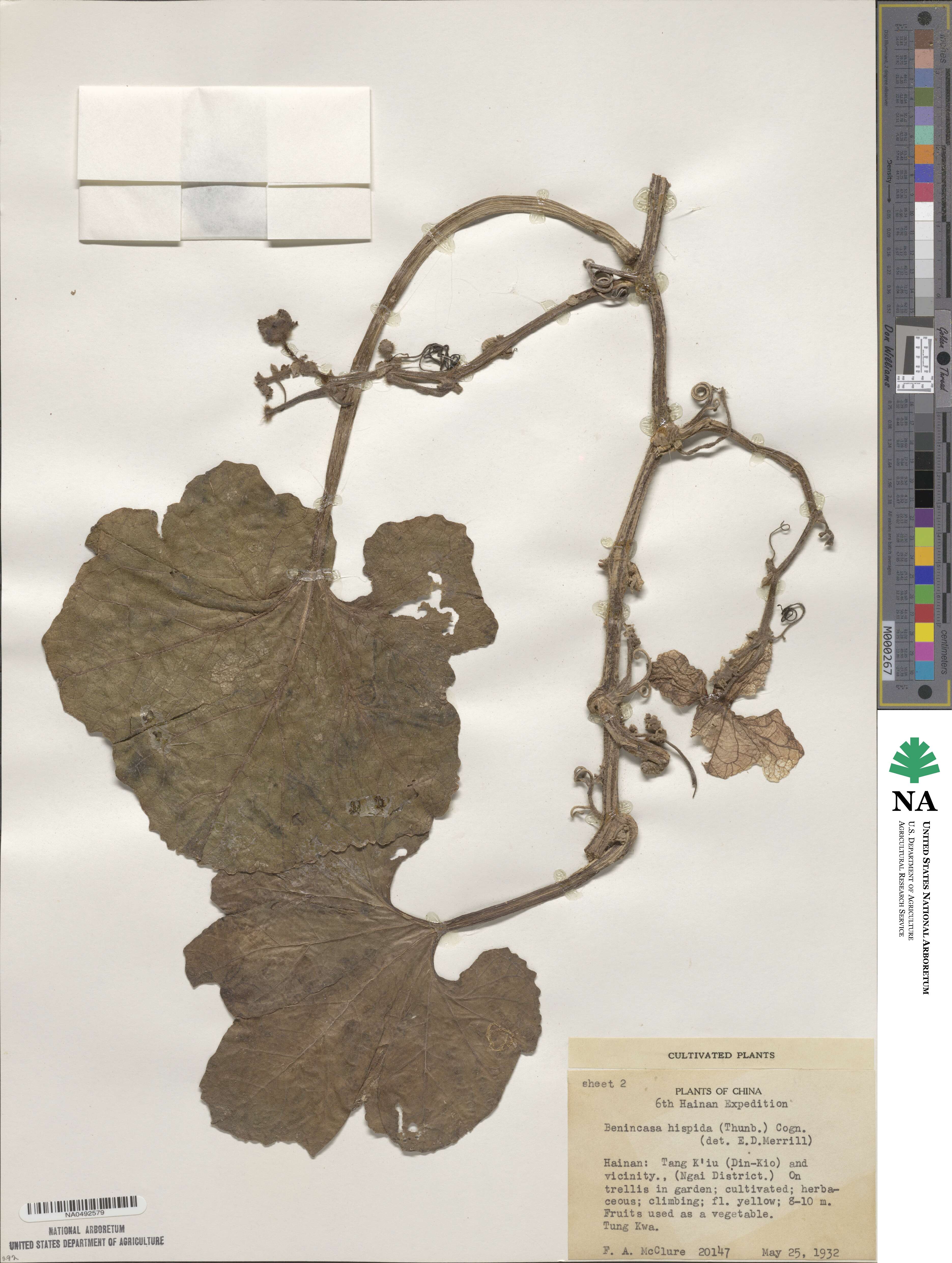 Benincasa hispida image