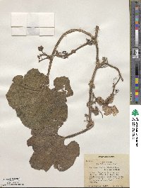 Benincasa hispida image