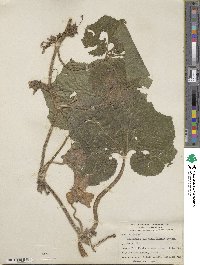 Benincasa hispida image
