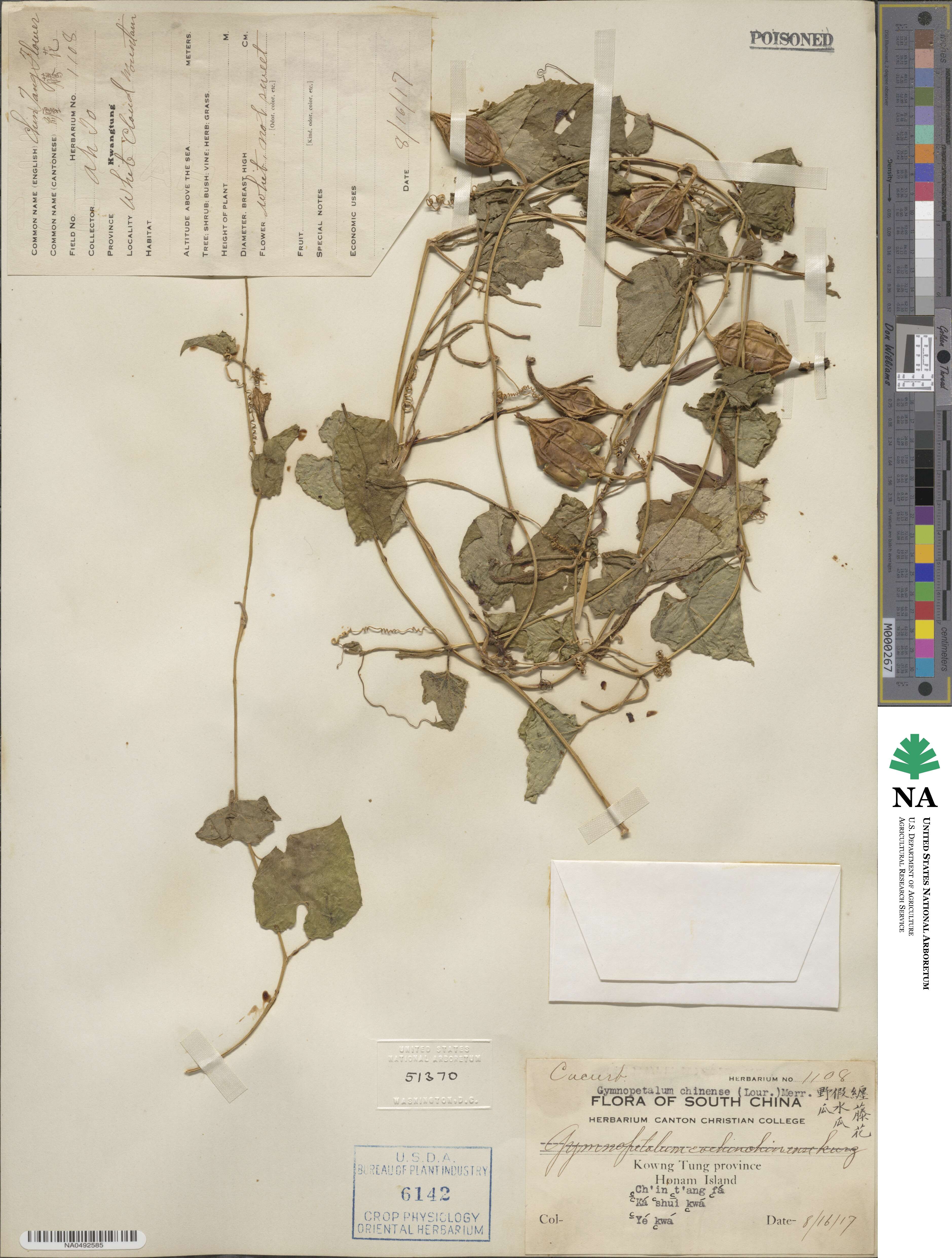 Gymnopetalum chinensis image