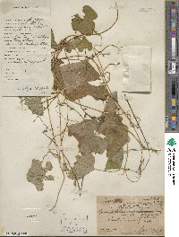 Gymnopetalum chinensis image