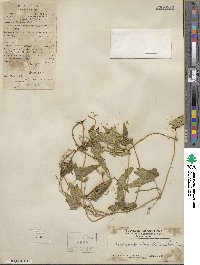 Gymnopetalum chinensis image