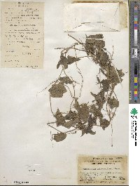 Gymnopetalum chinensis image