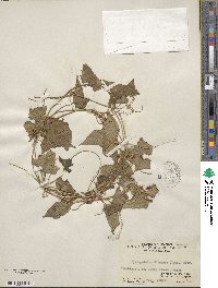 Gymnopetalum chinensis image