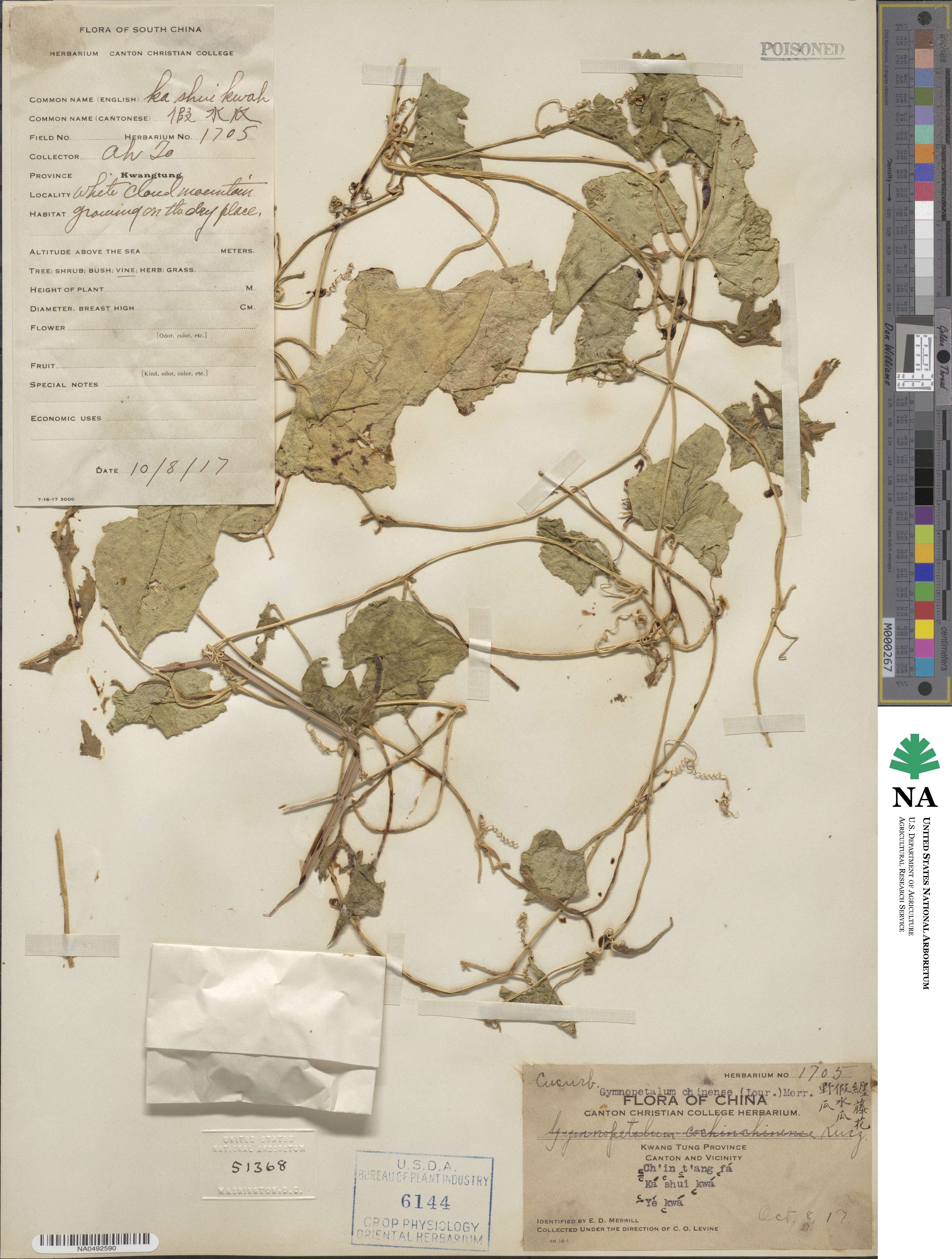 Gymnopetalum chinensis image