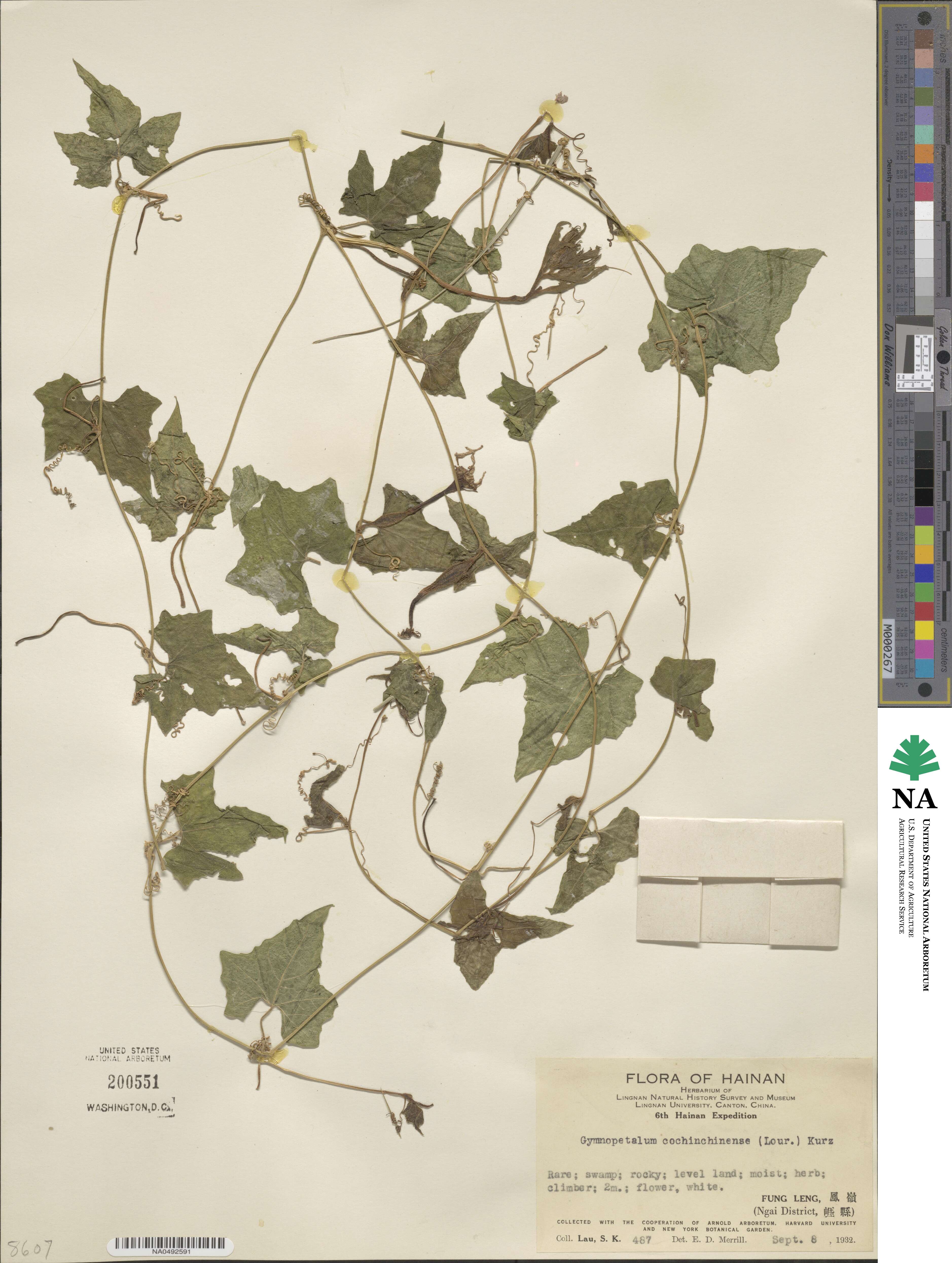 Trichosanthes cochinchinensis image