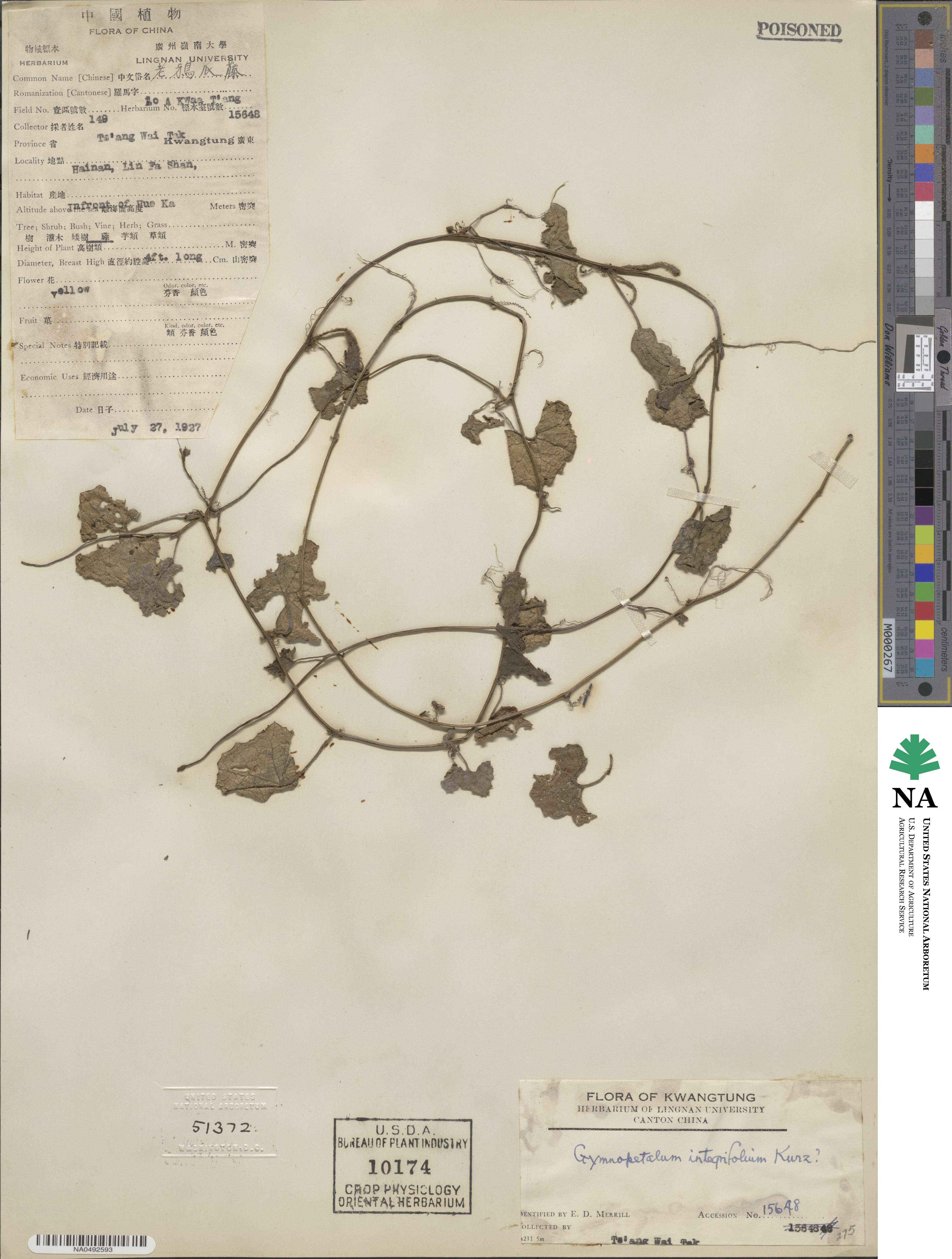 Trichosanthes scabra image