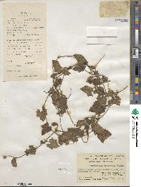 Trichosanthes scabra image