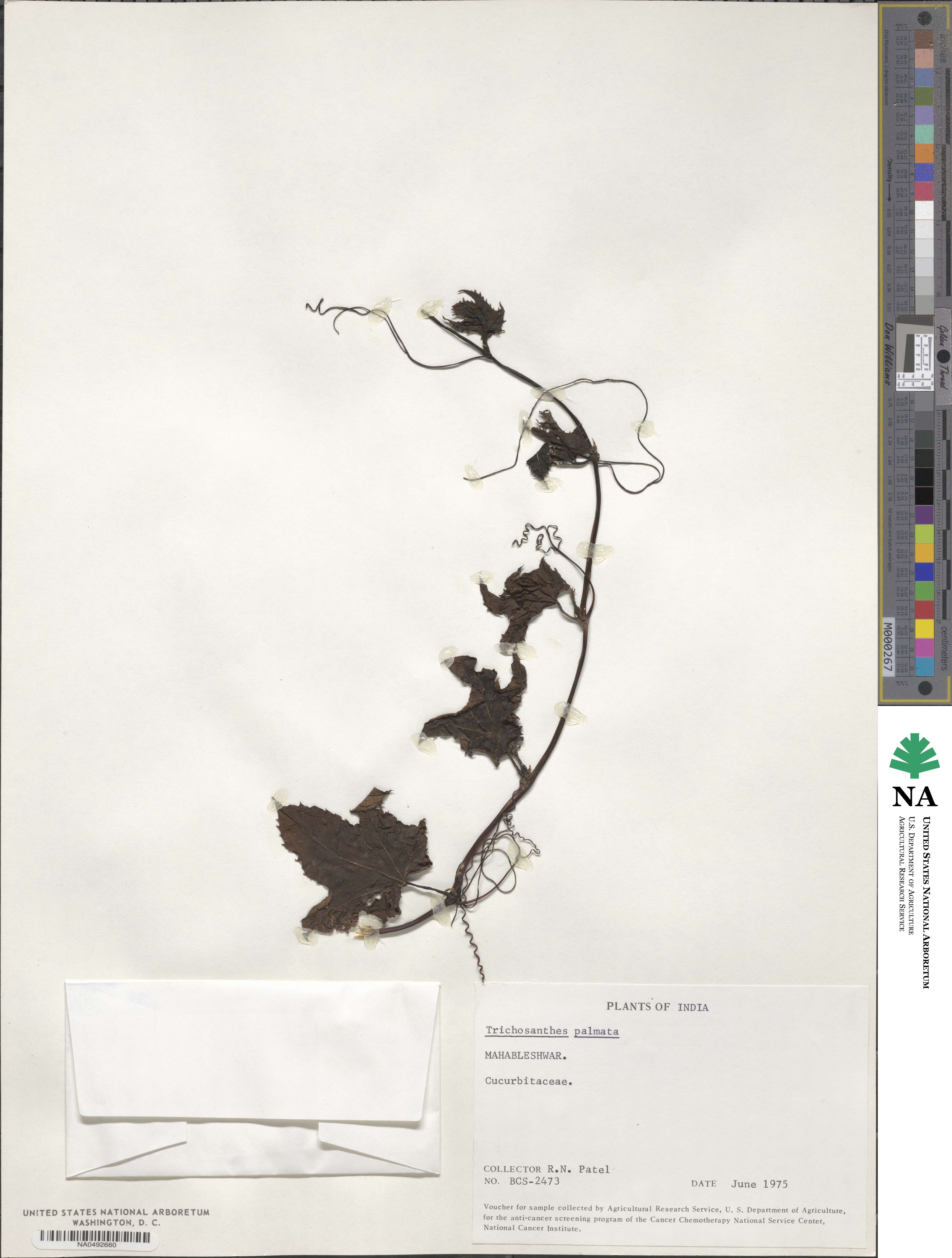 Trichosanthes palmata image