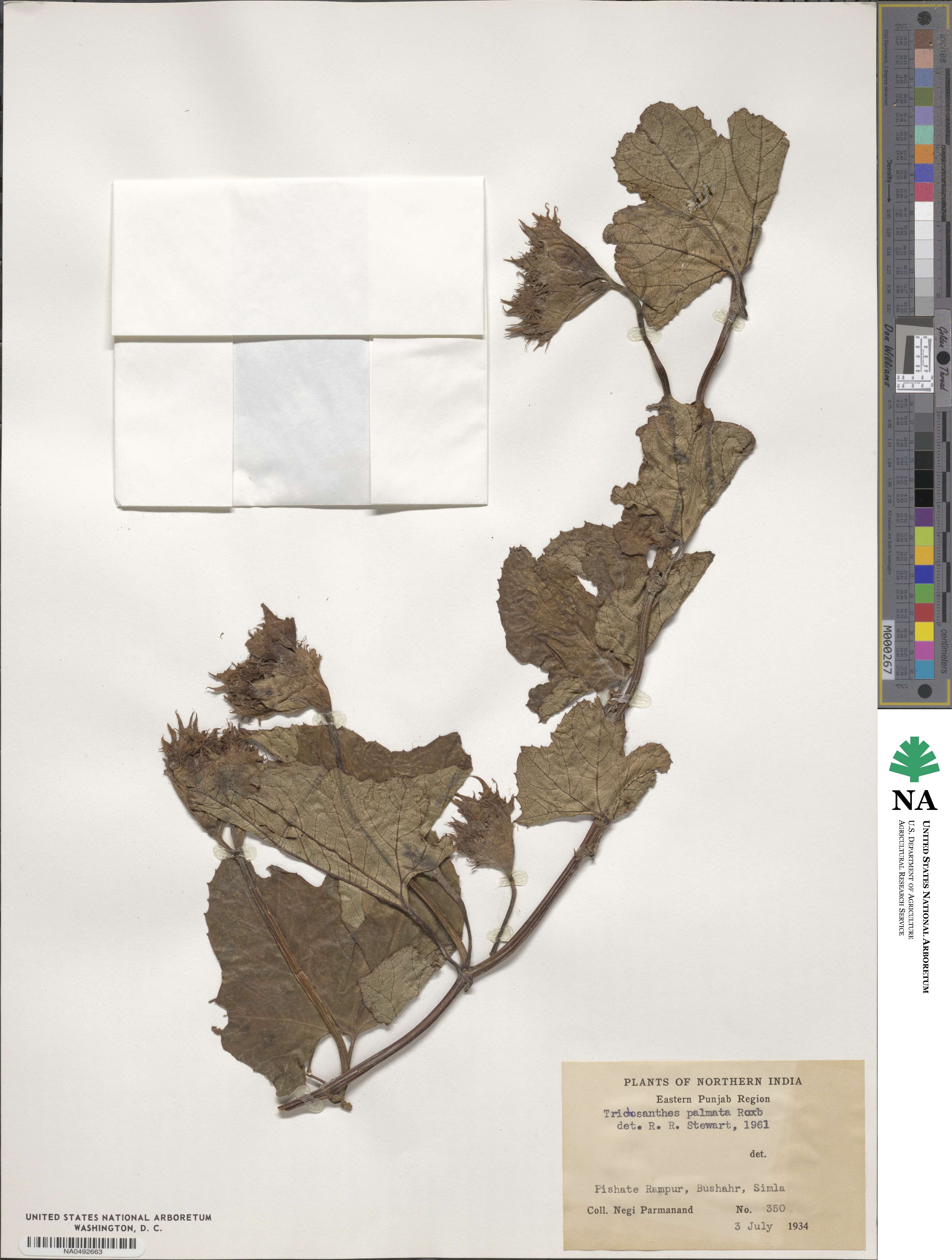 Trichosanthes palmata image