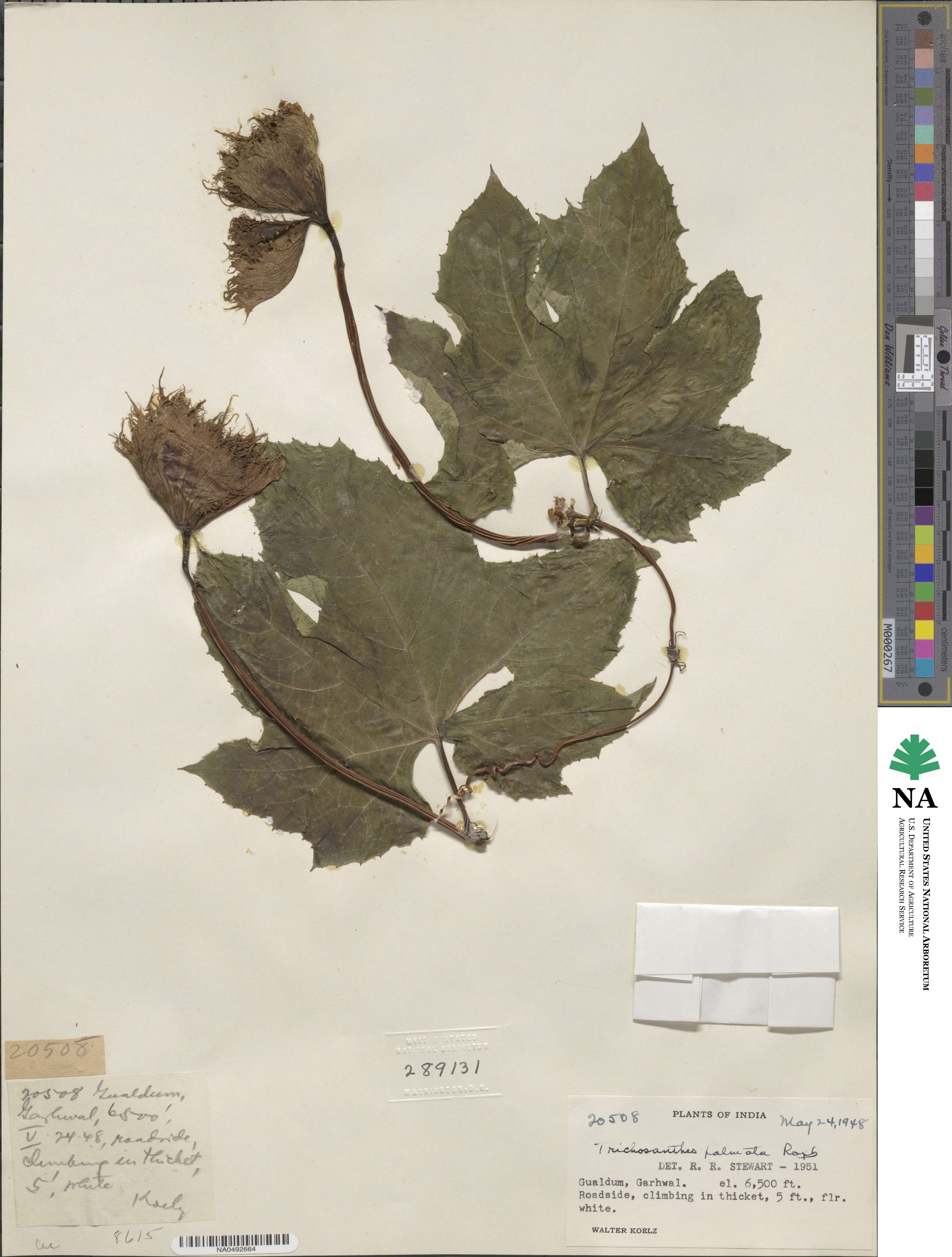 Trichosanthes palmata image