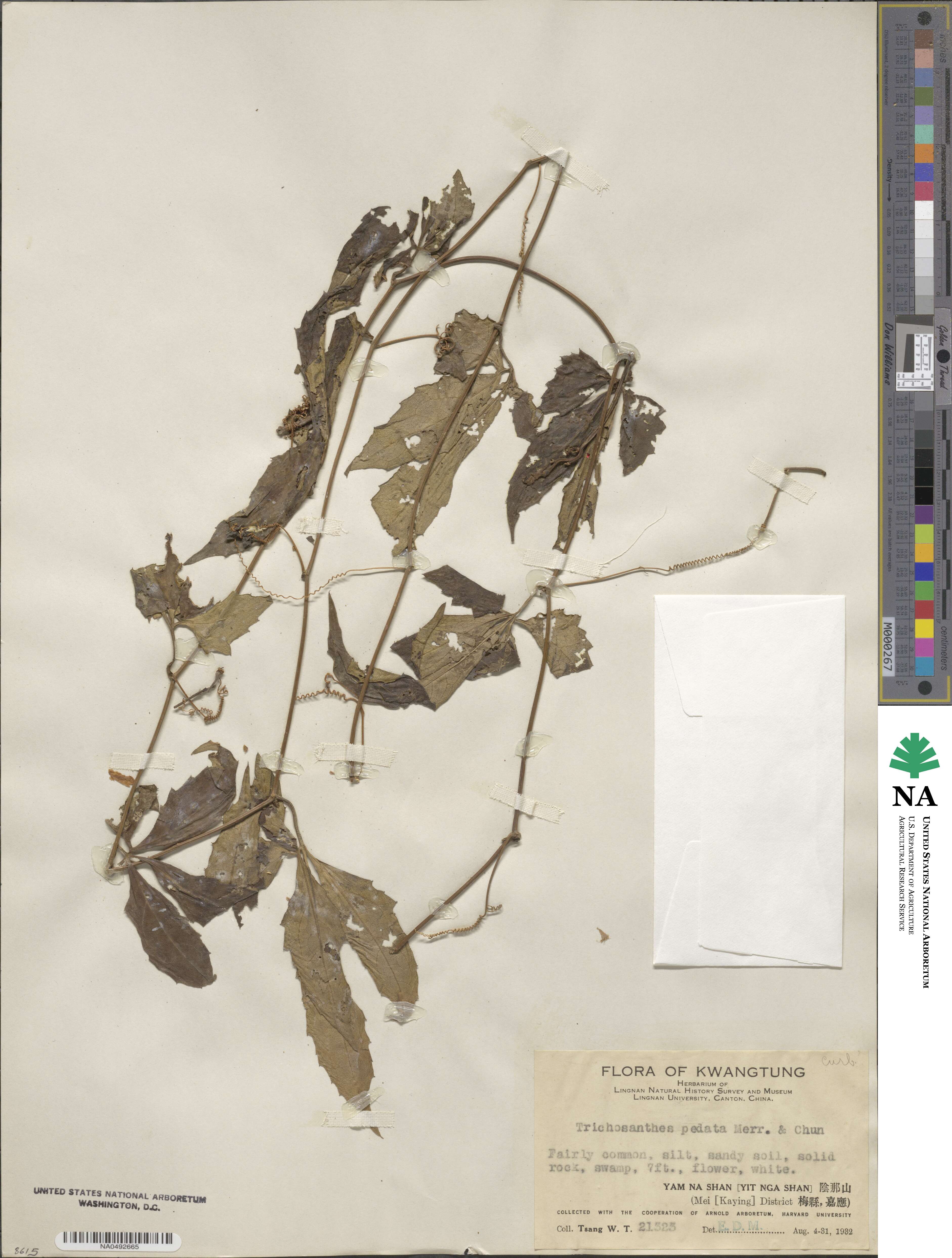 Trichosanthes pedata image