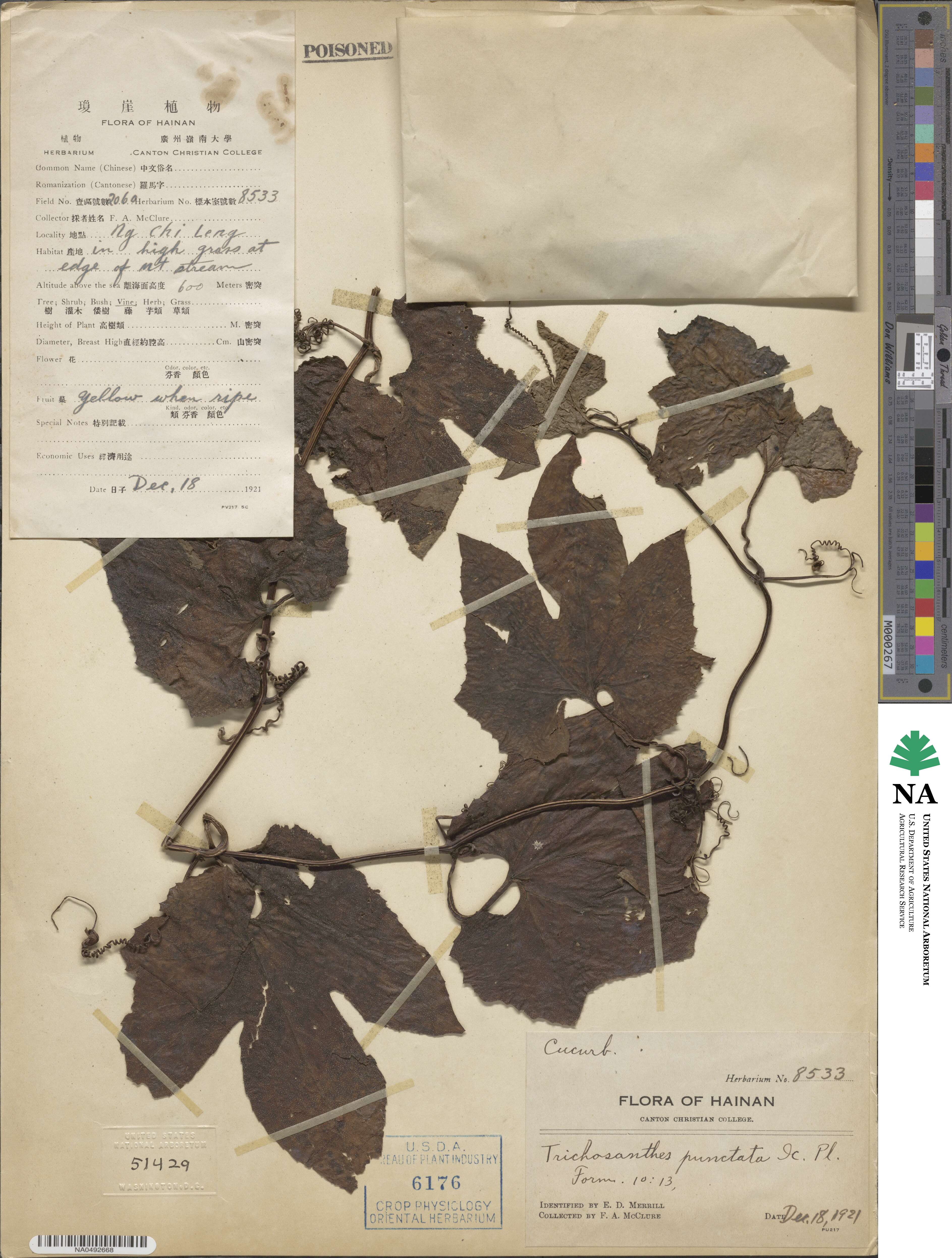 Trichosanthes punctata image