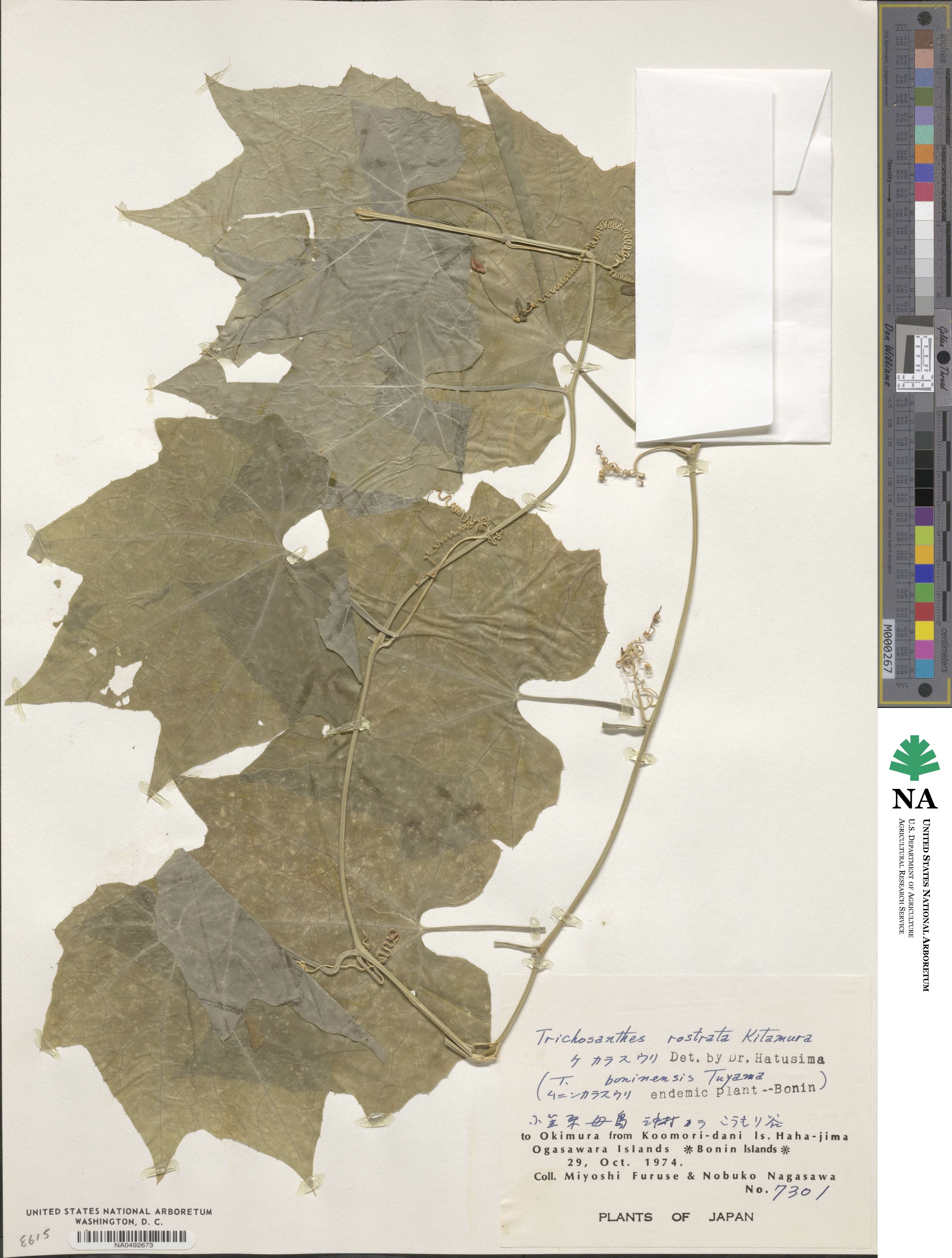 Trichosanthes ovigera image