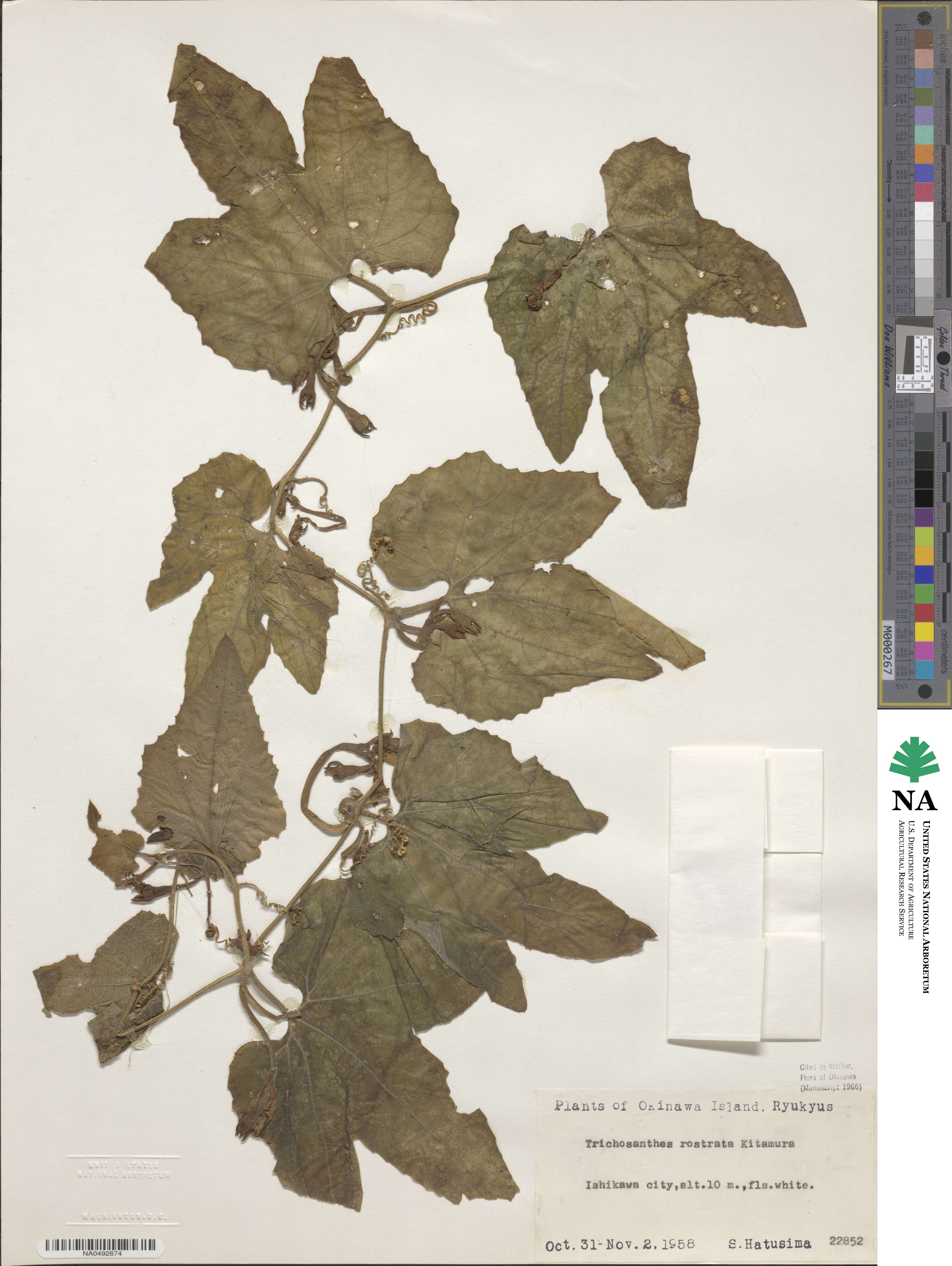 Trichosanthes ovigera image