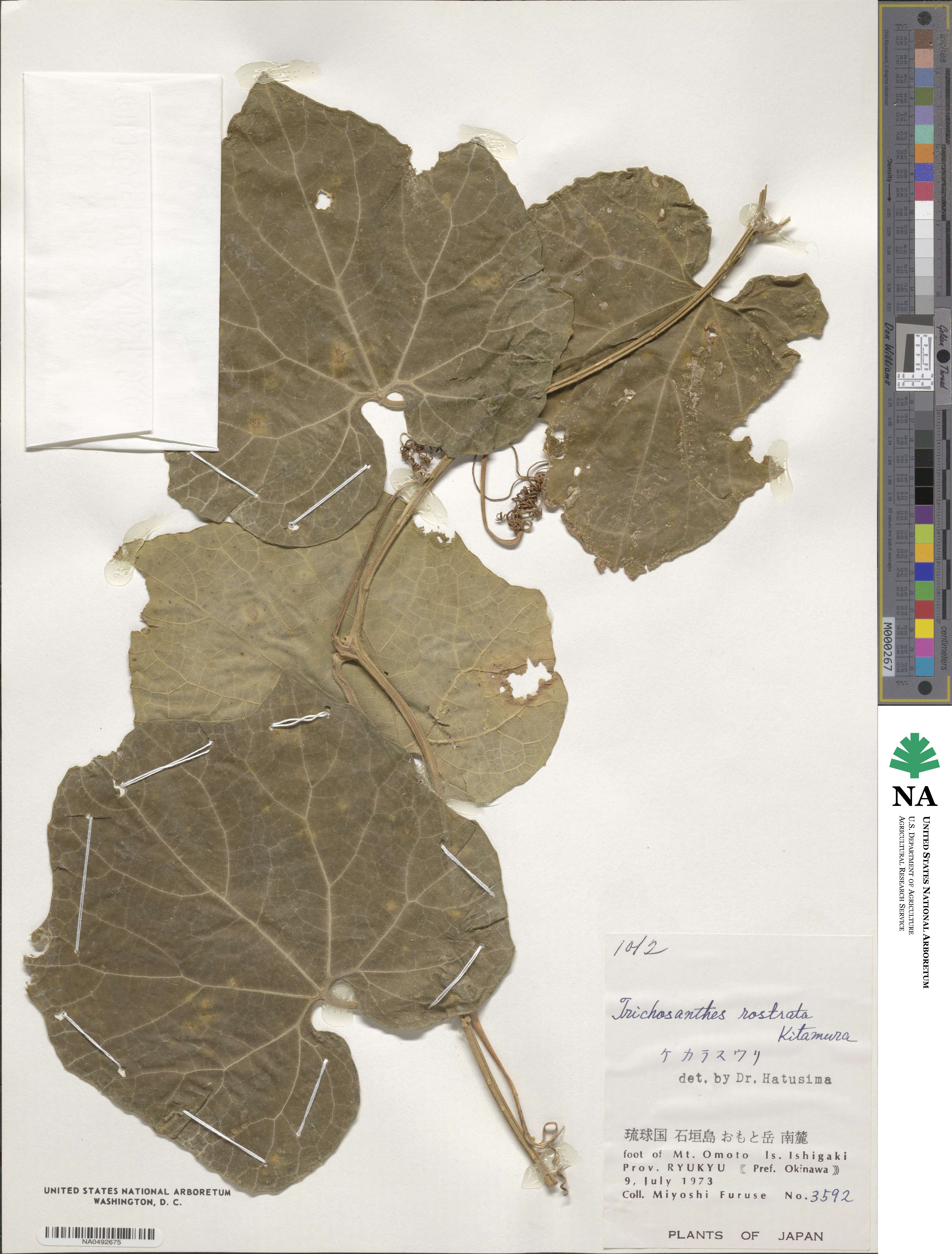 Trichosanthes ovigera image