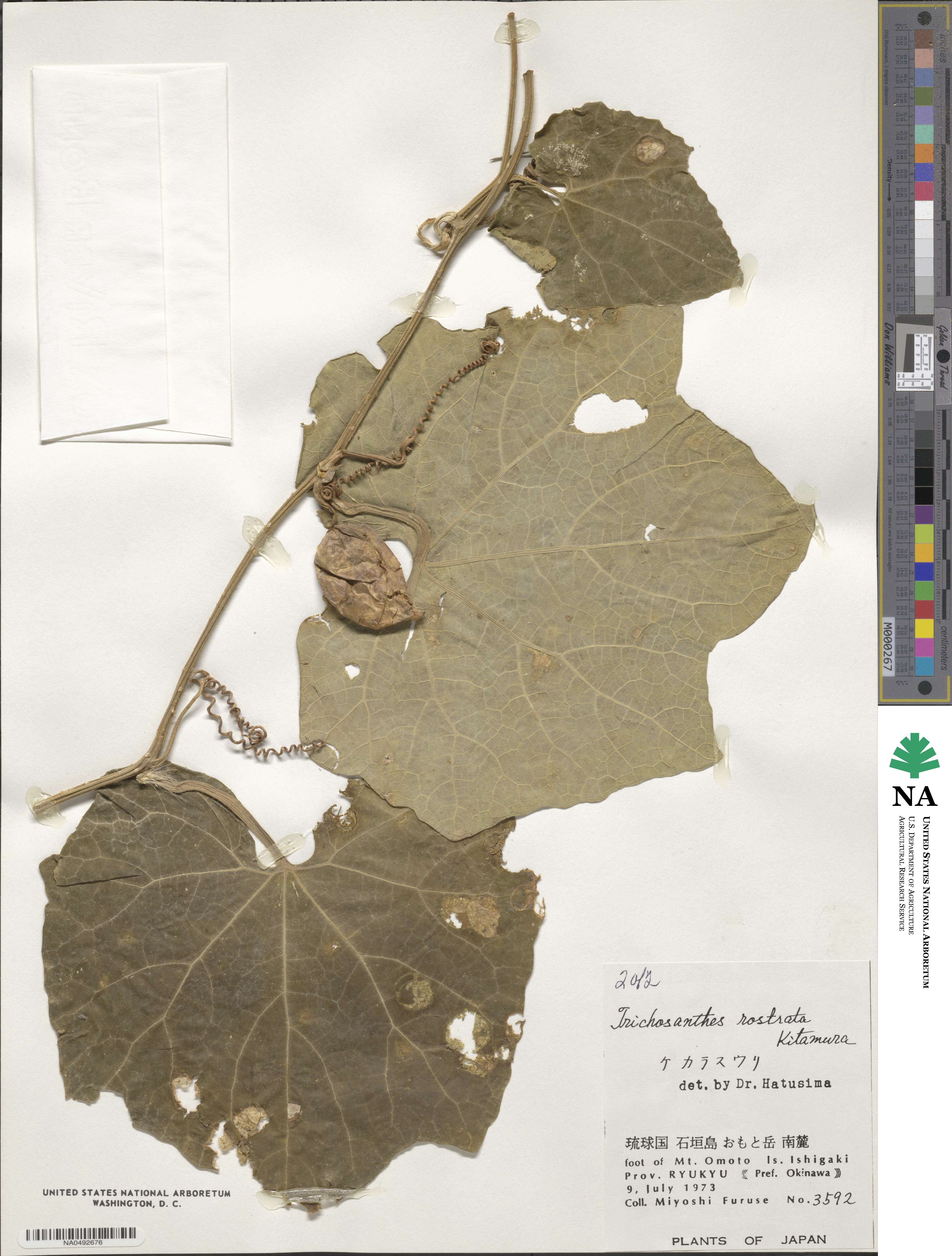 Trichosanthes ovigera image