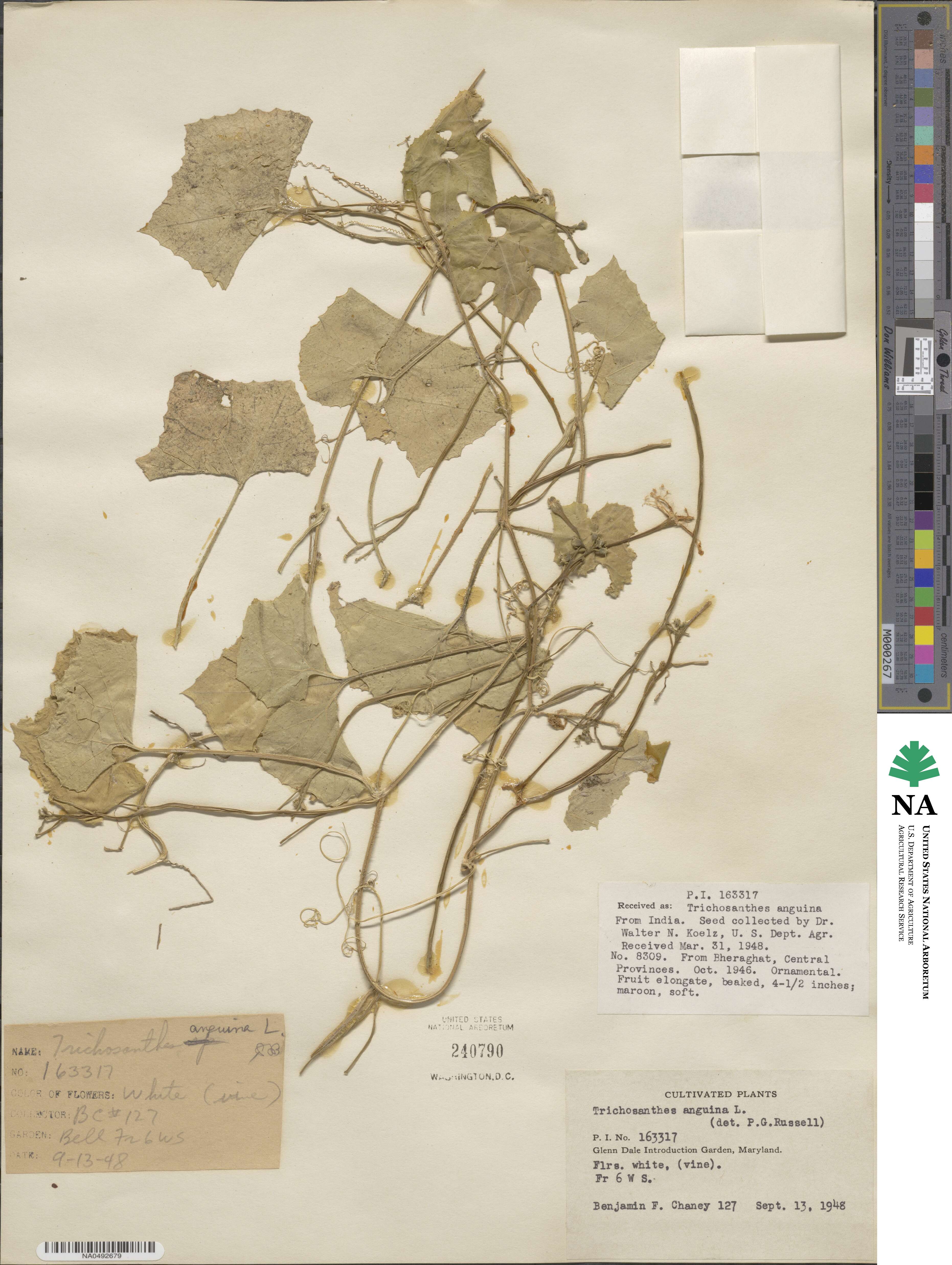 Trichosanthes cucumerina subsp. anguina image