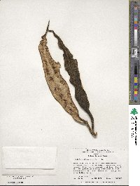Trichosanthes cucumerina image