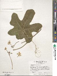 Trichosanthes cucumerina image