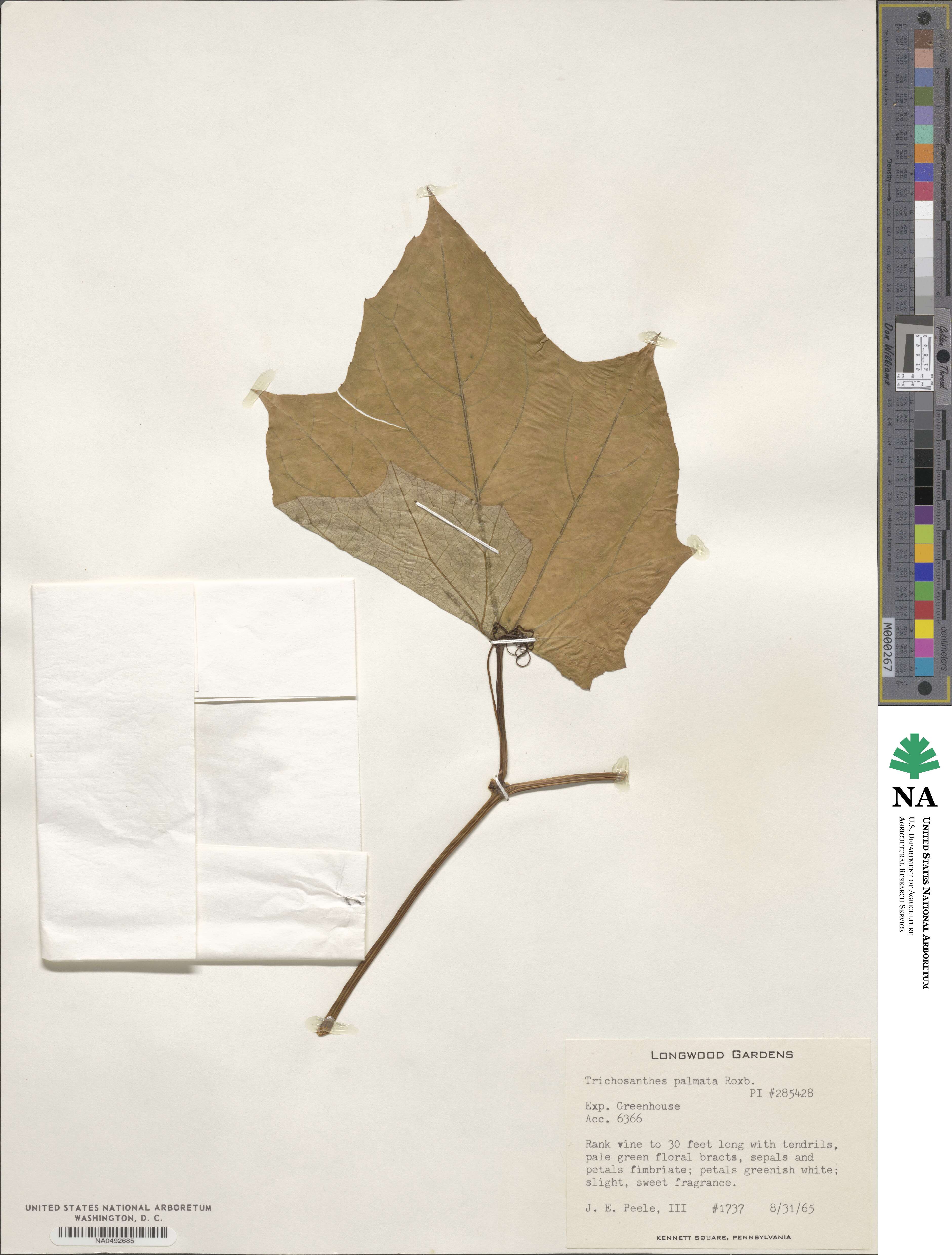 Trichosanthes image