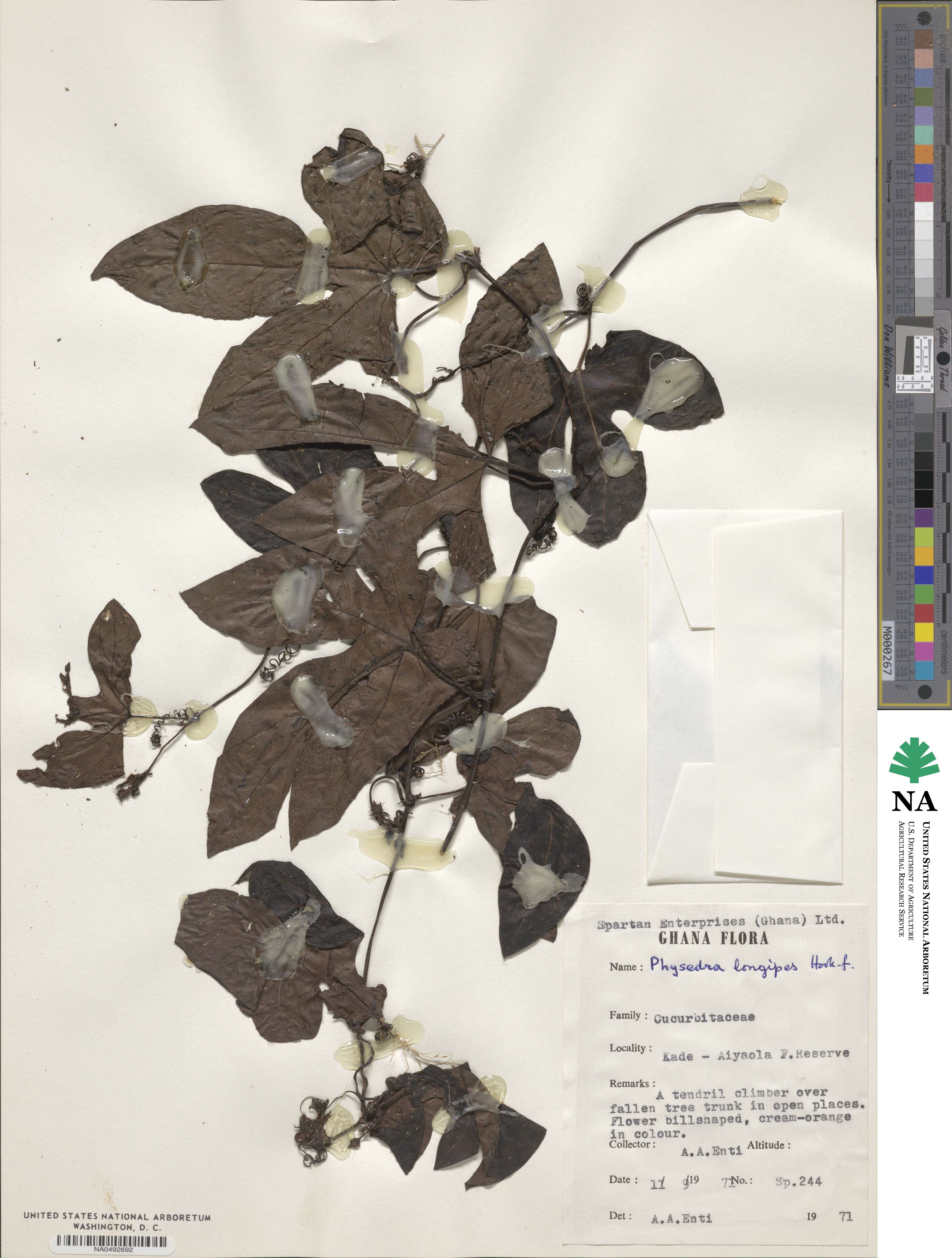 Ruthalicia longipes image