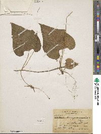 Image of Polyclathra cucumerina