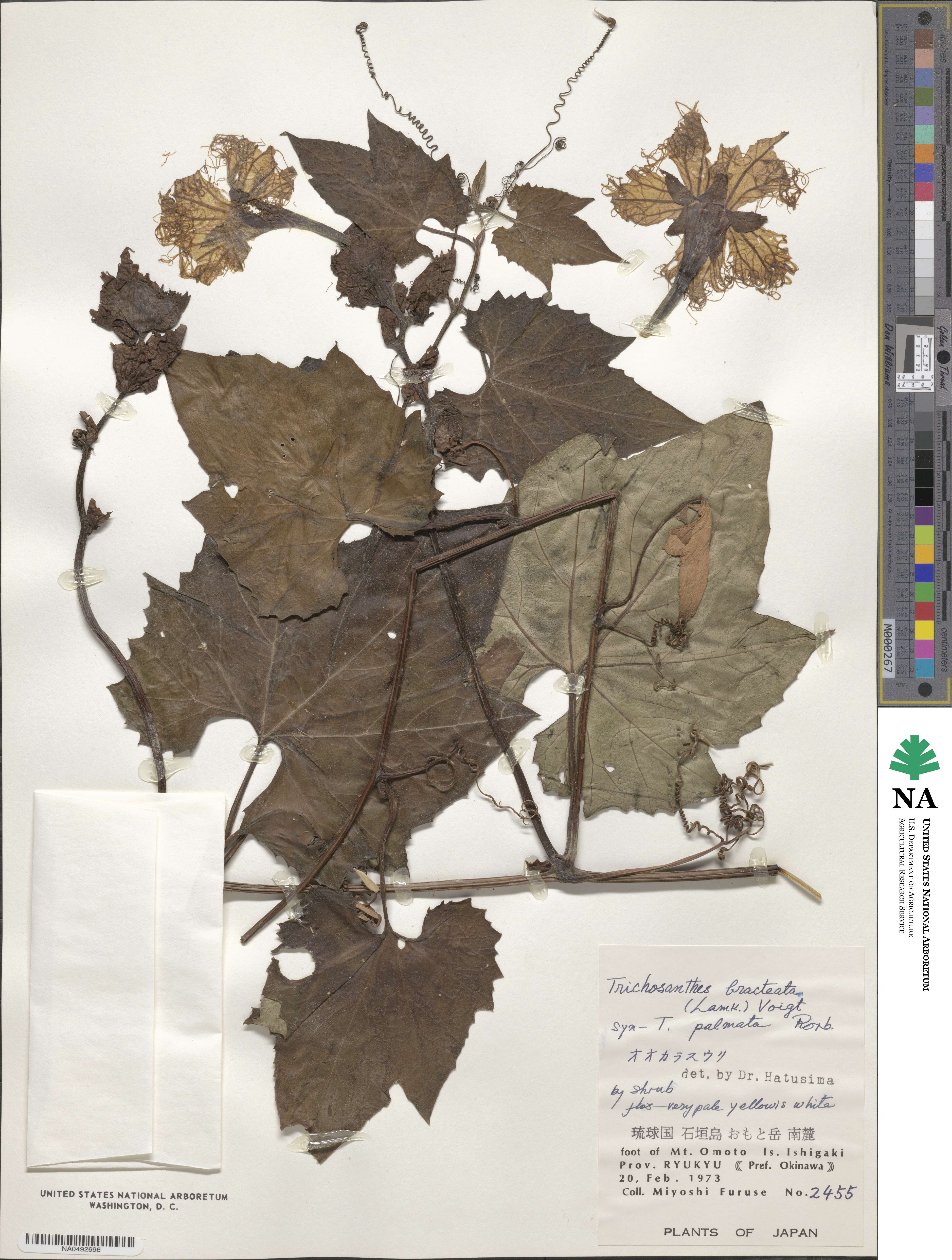 Trichosanthes bracteata image