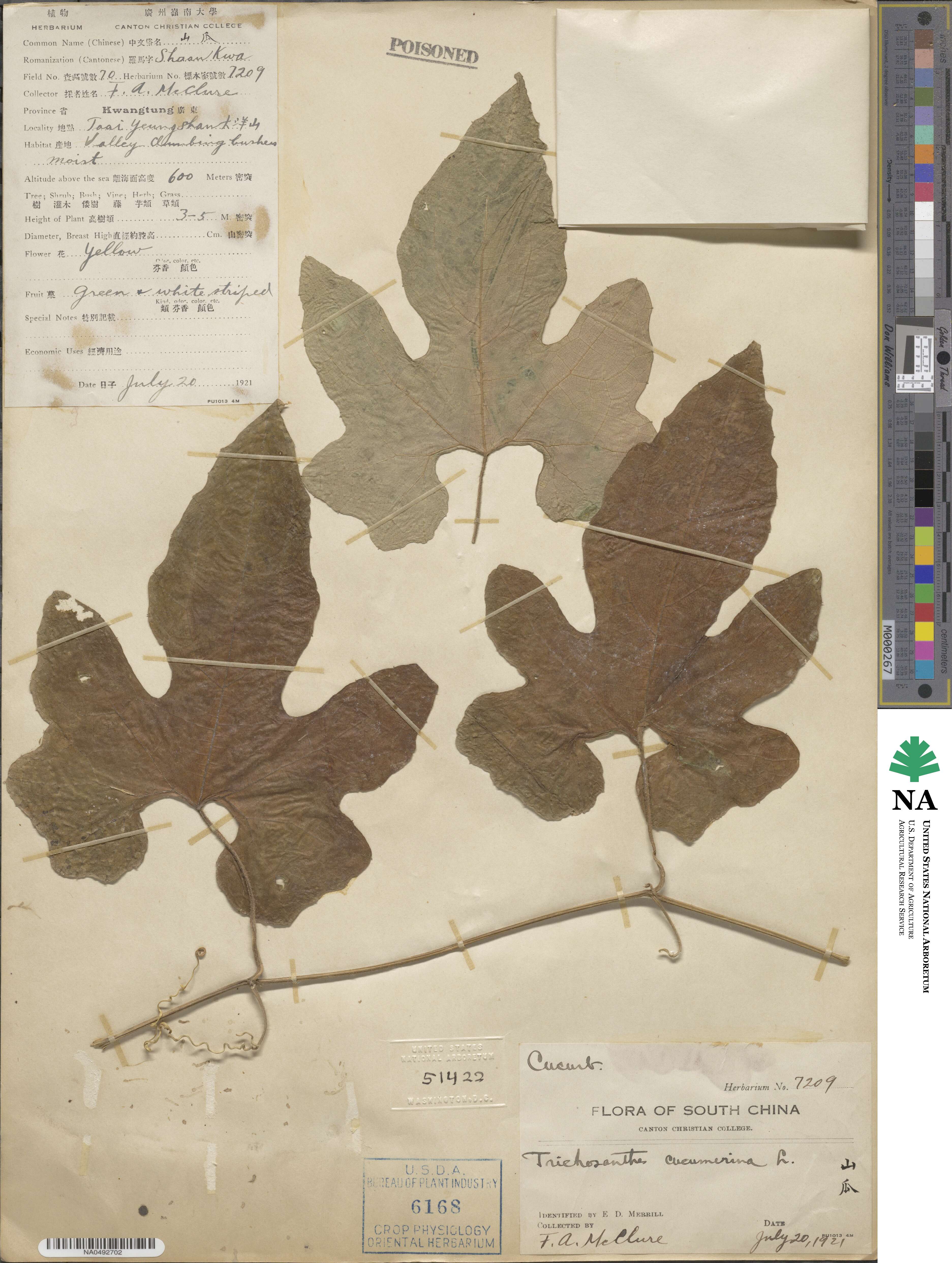 Trichosanthes cucumerina image