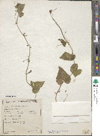 Image of Trichosanthes dioica