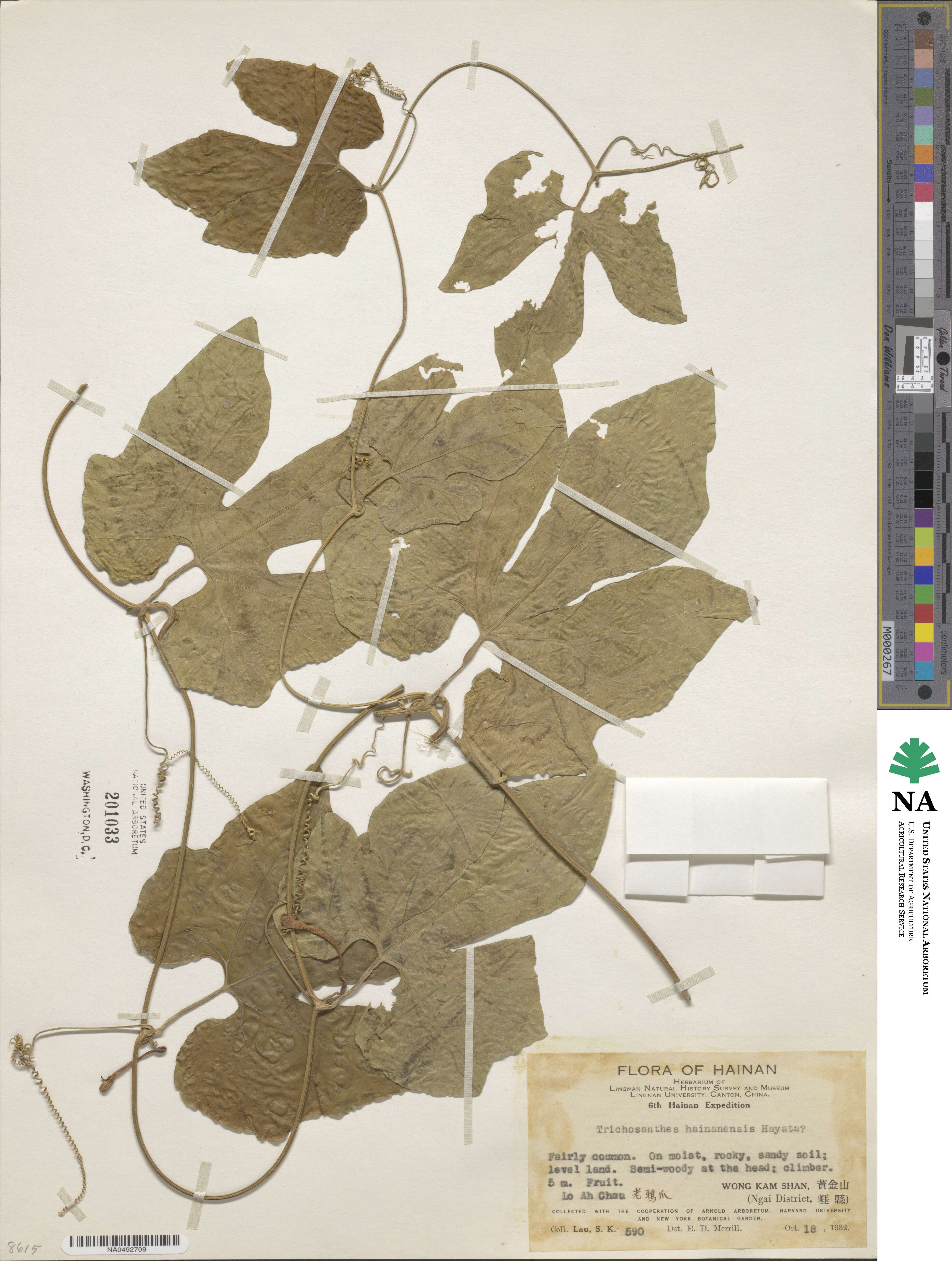 Trichosanthes cucumeroides var. hainanensis image