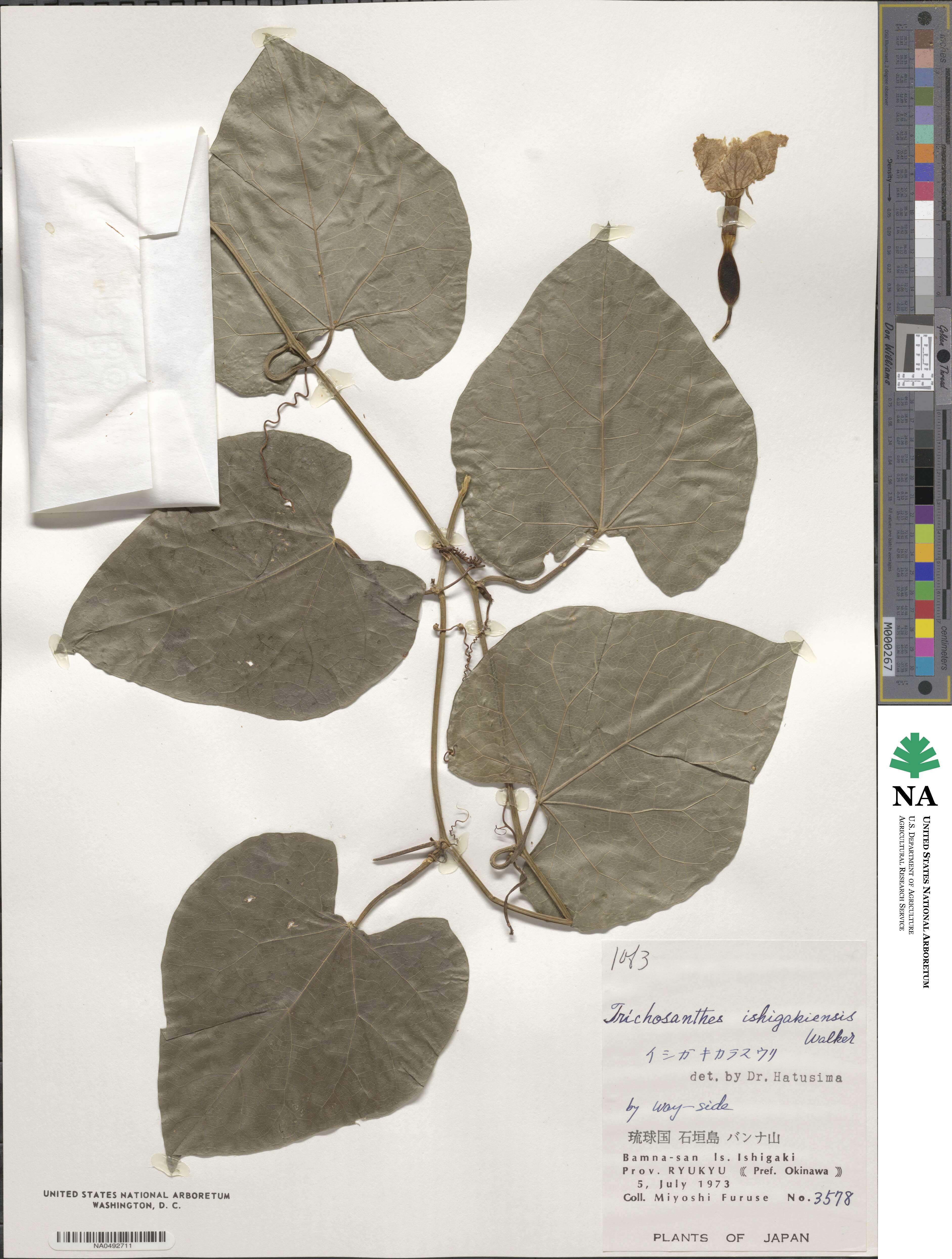 Trichosanthes ishigakiensis image