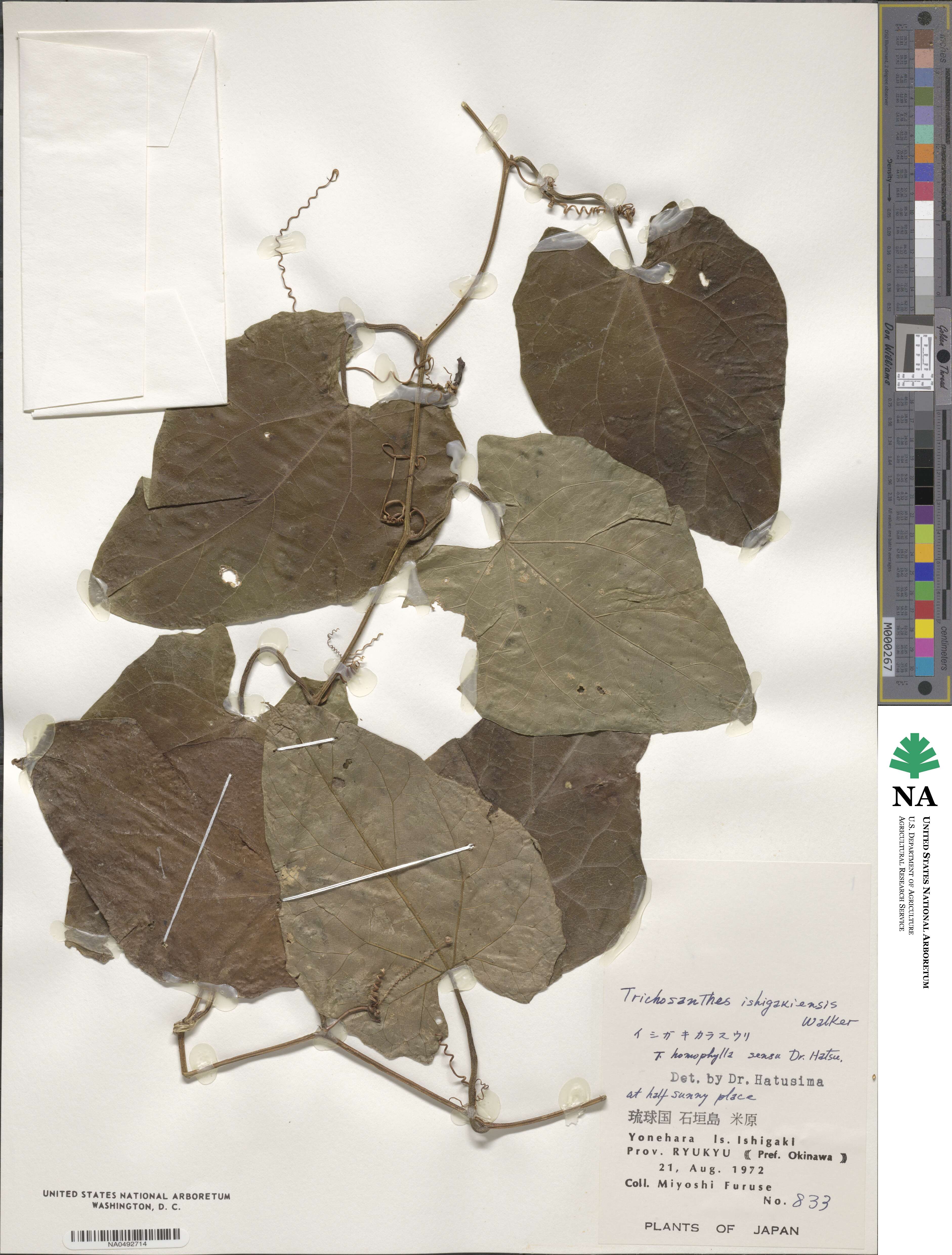 Trichosanthes ishigakiensis image