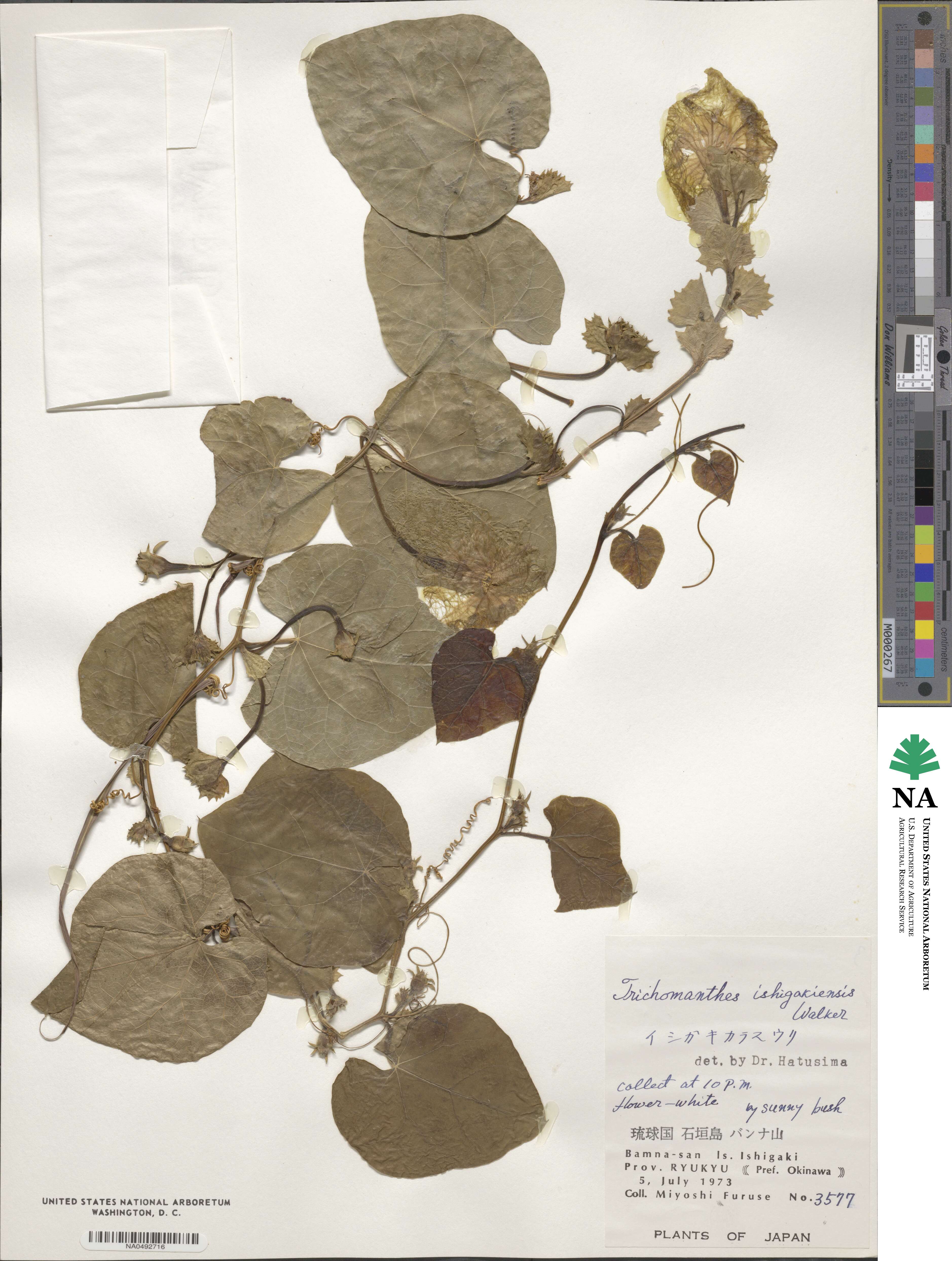 Trichosanthes ishigakiensis image