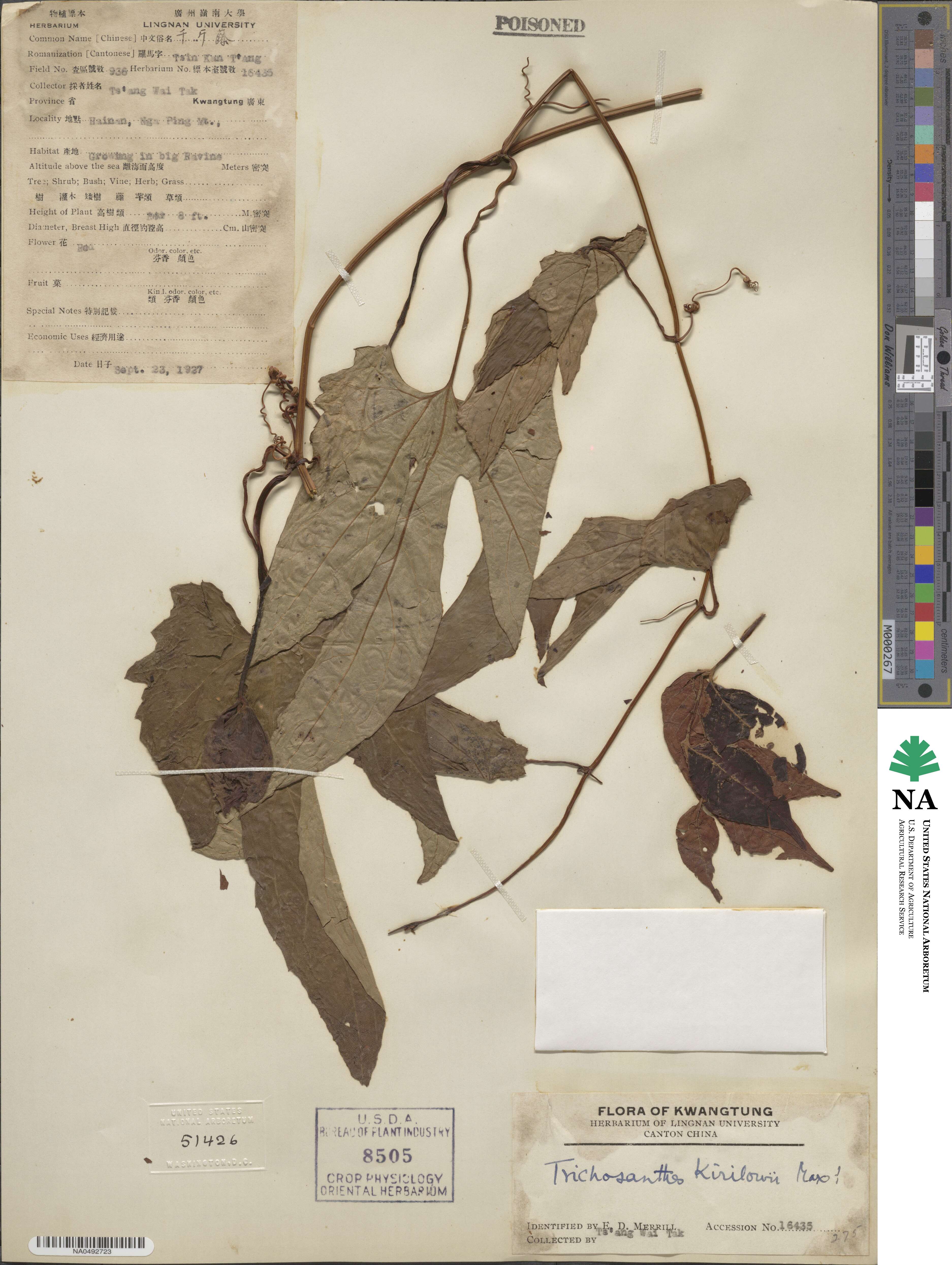 Trichosanthes kirilowii image