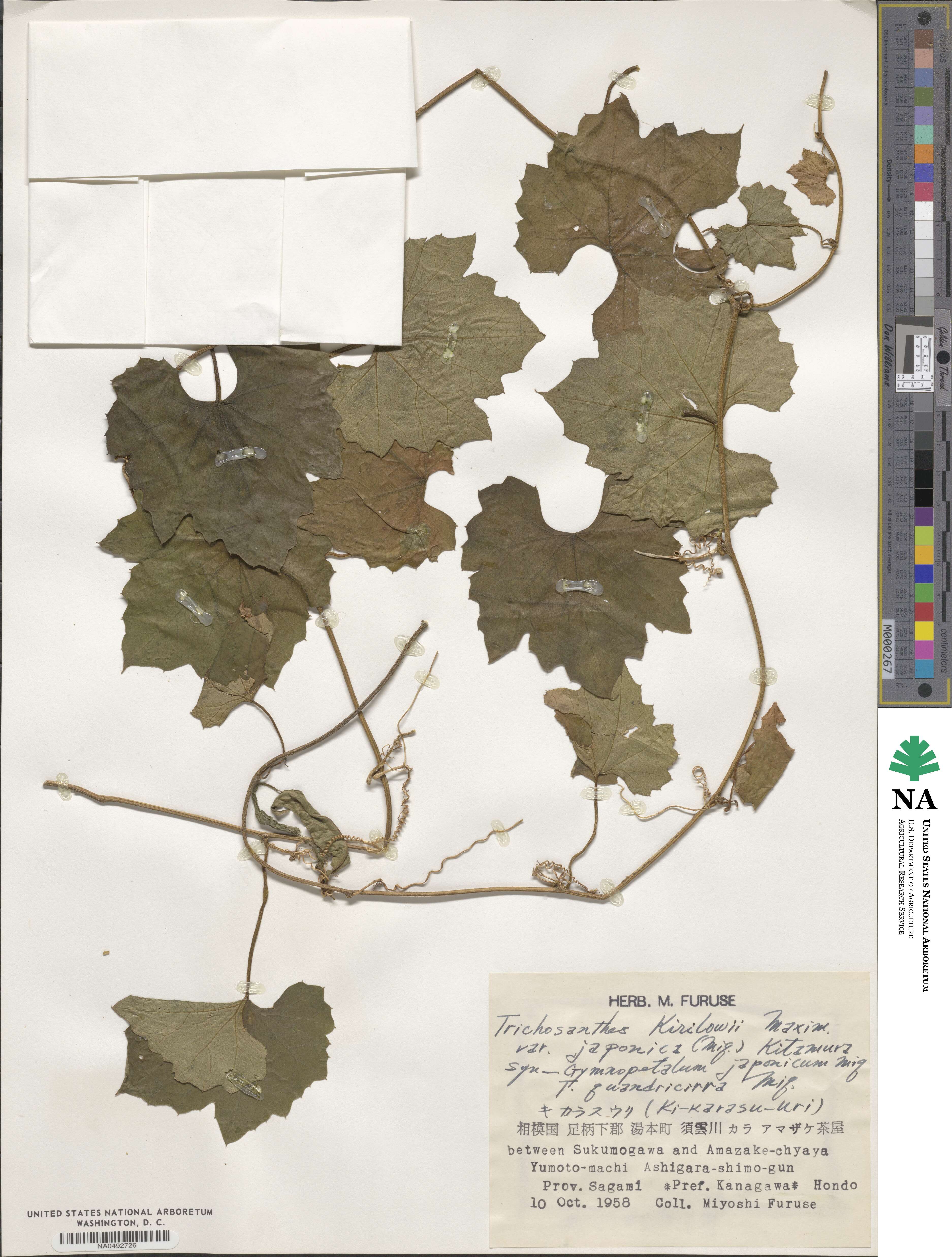 Trichosanthes kirilowii image