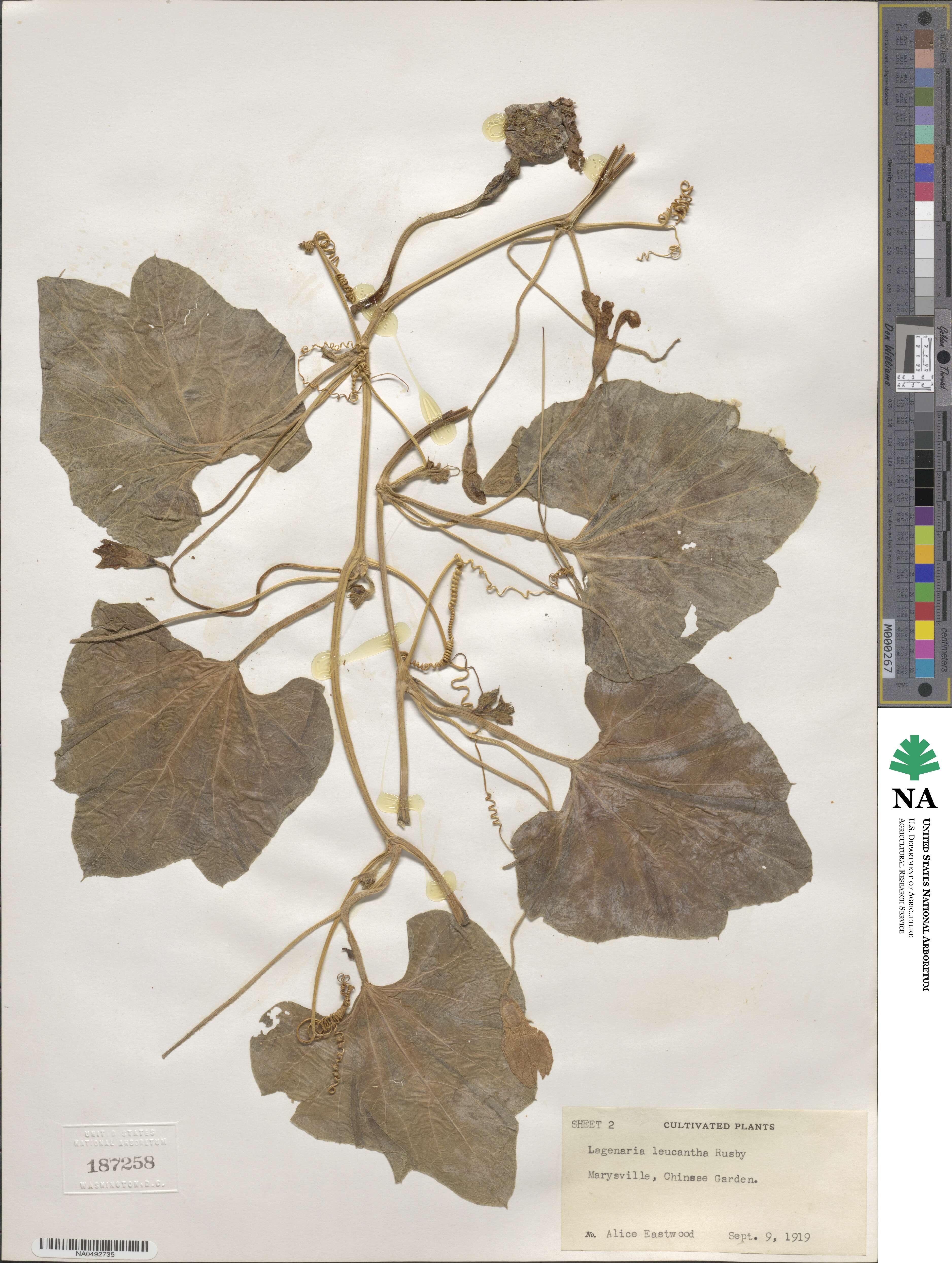 Lagenaria siceraria image