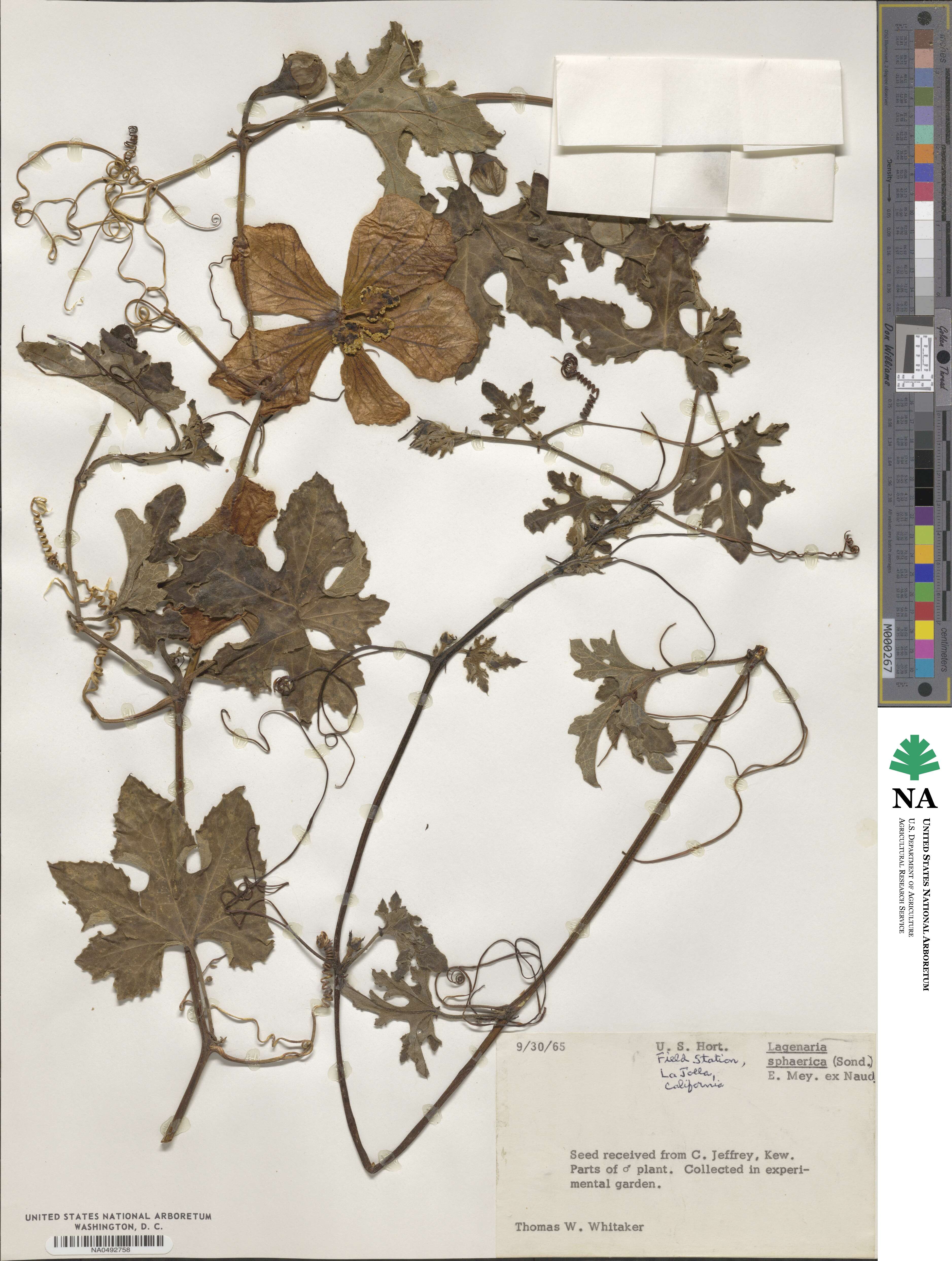 Lagenaria sphaerica image