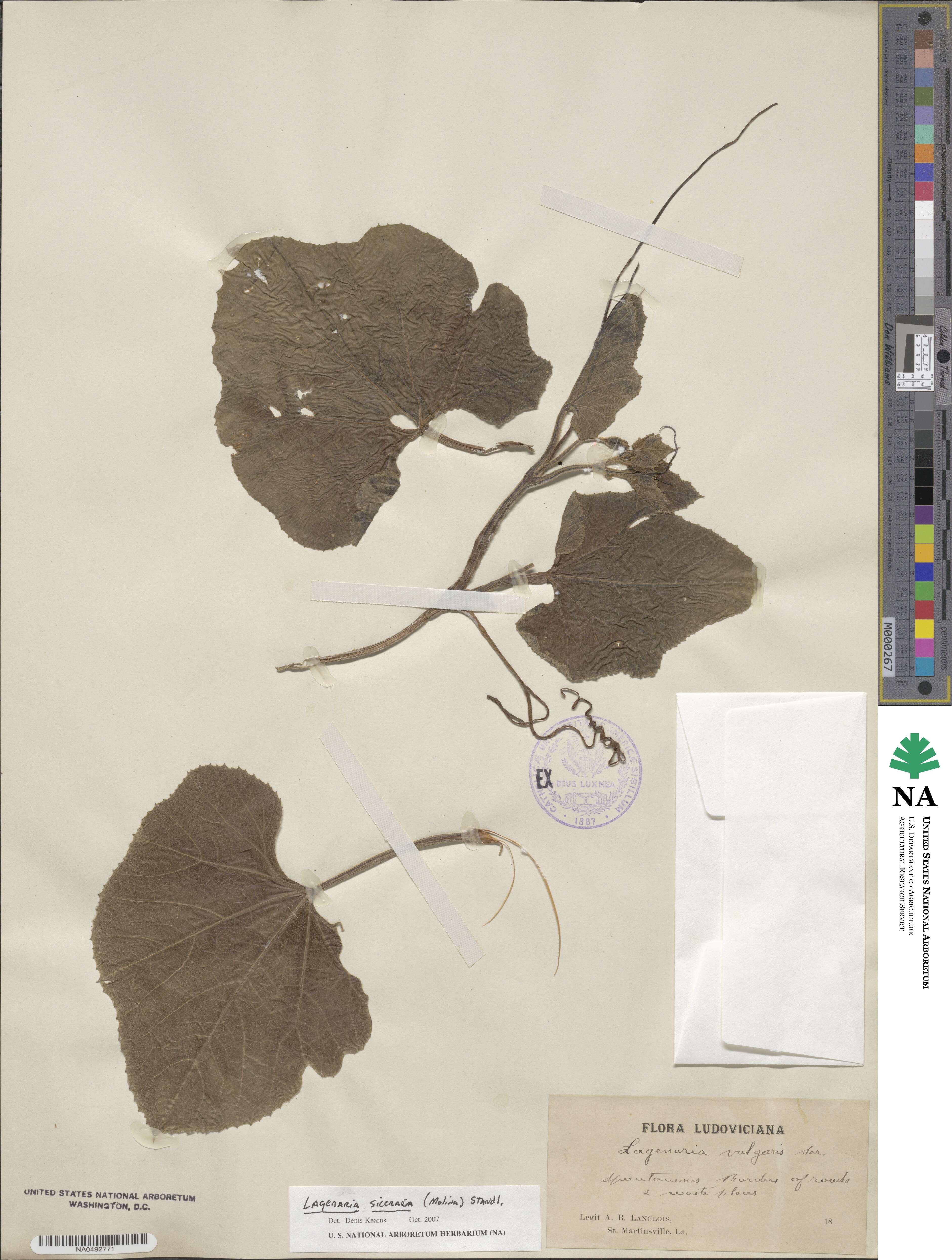 Lagenaria siceraria image