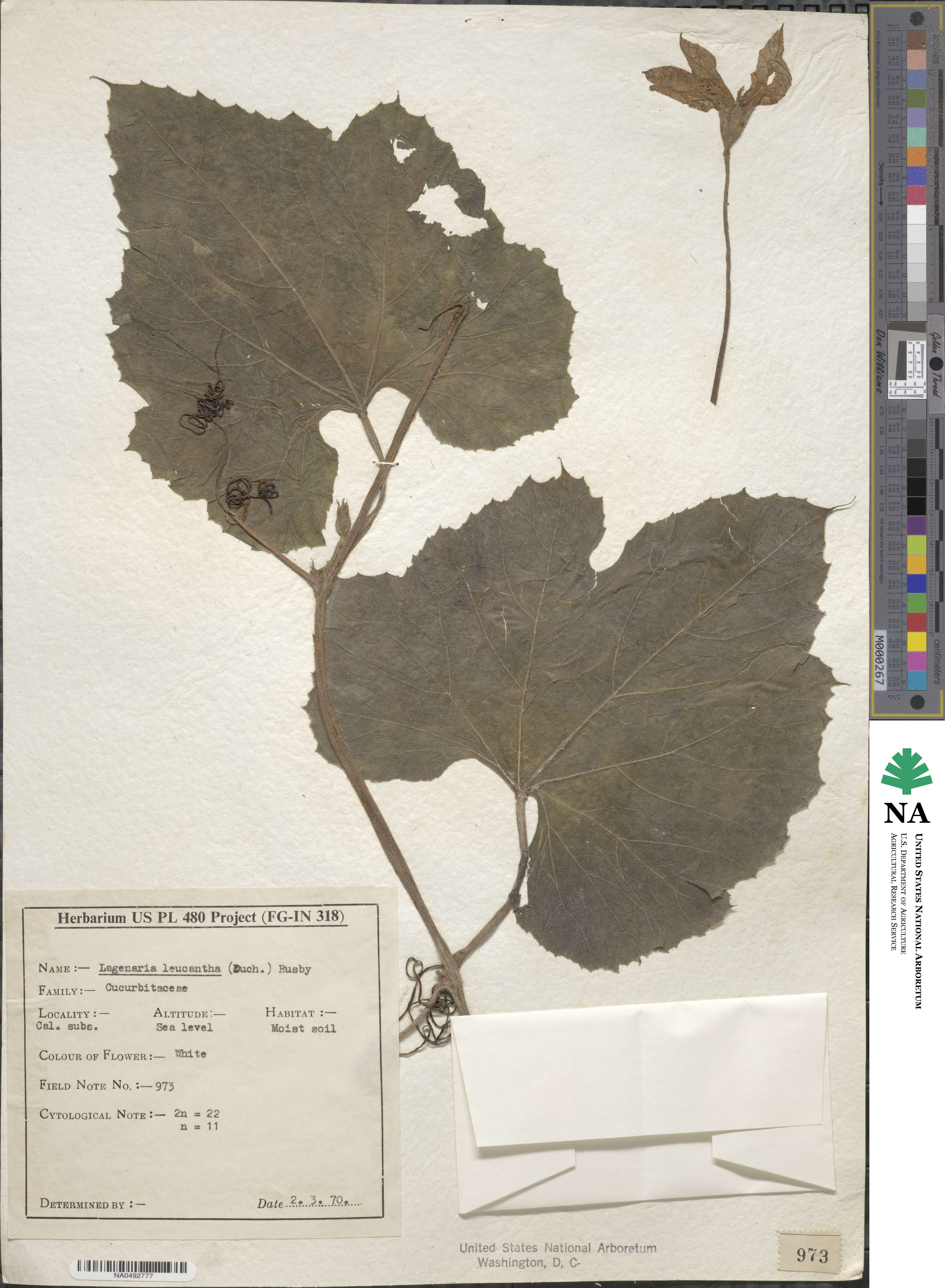 Lagenaria siceraria image