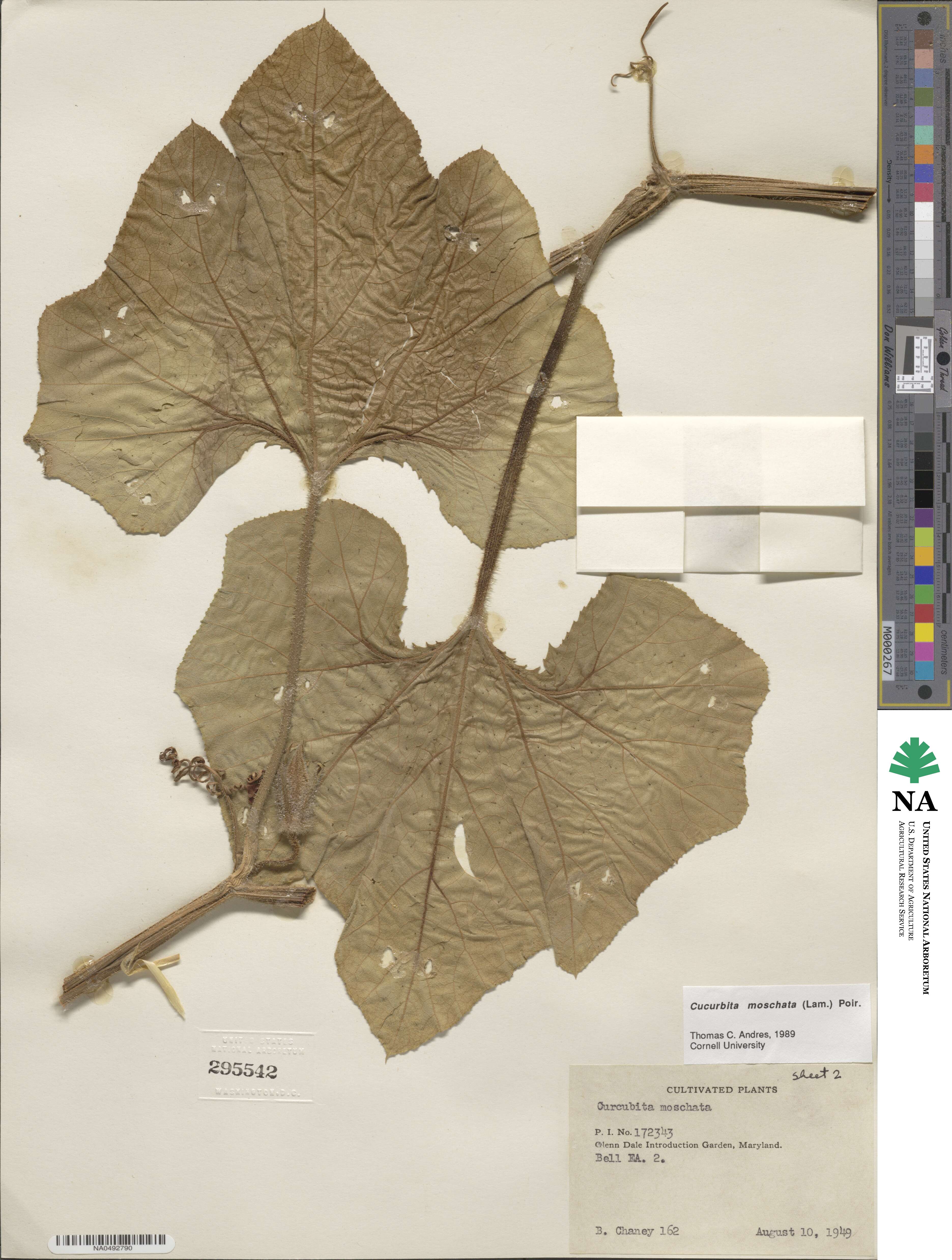 Cucurbita image