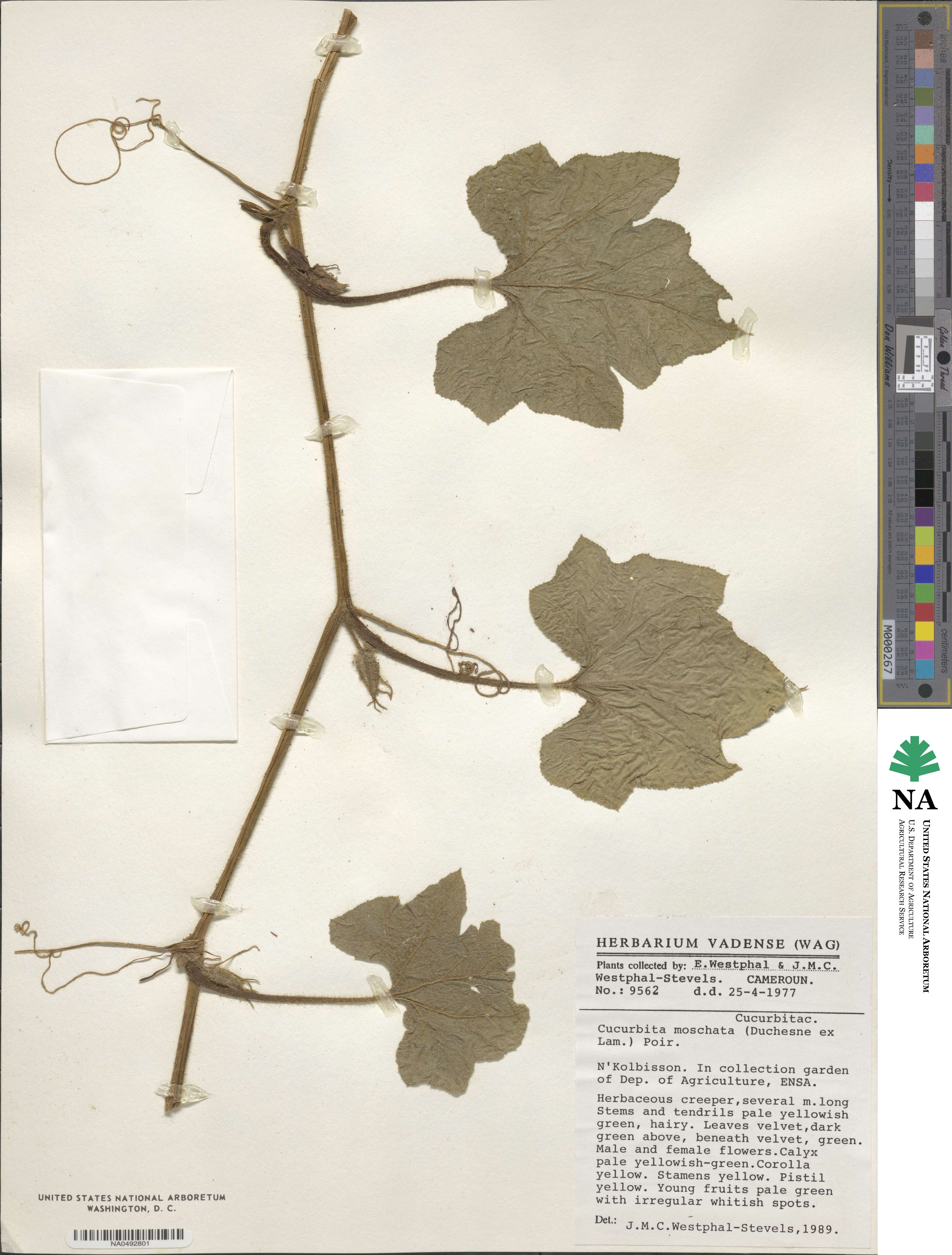 Cucurbita moschata image