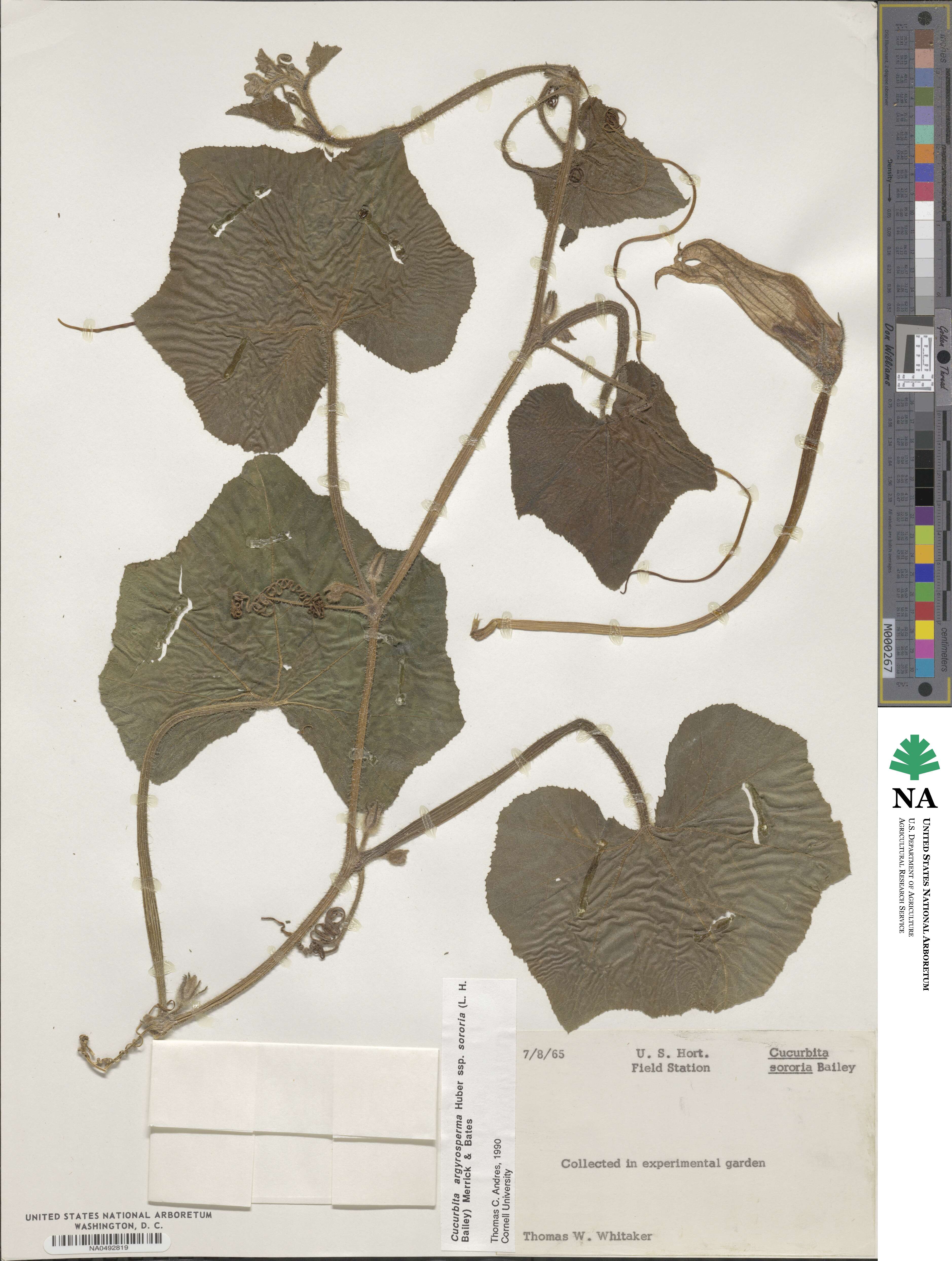 Cucurbita argyrosperma subsp. sororia image