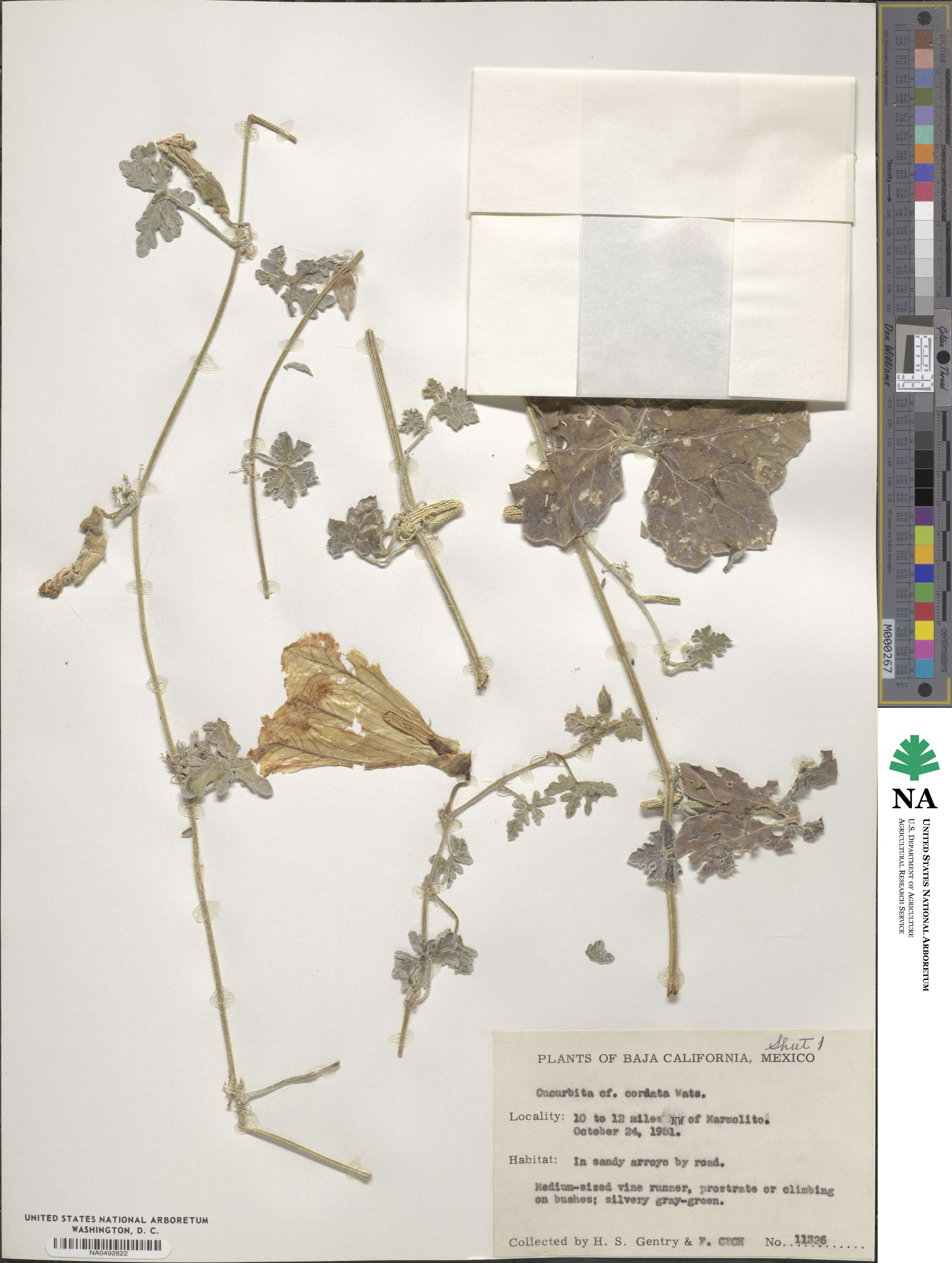 Cucurbita cordata image