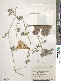 Image of Cucurbita cordata