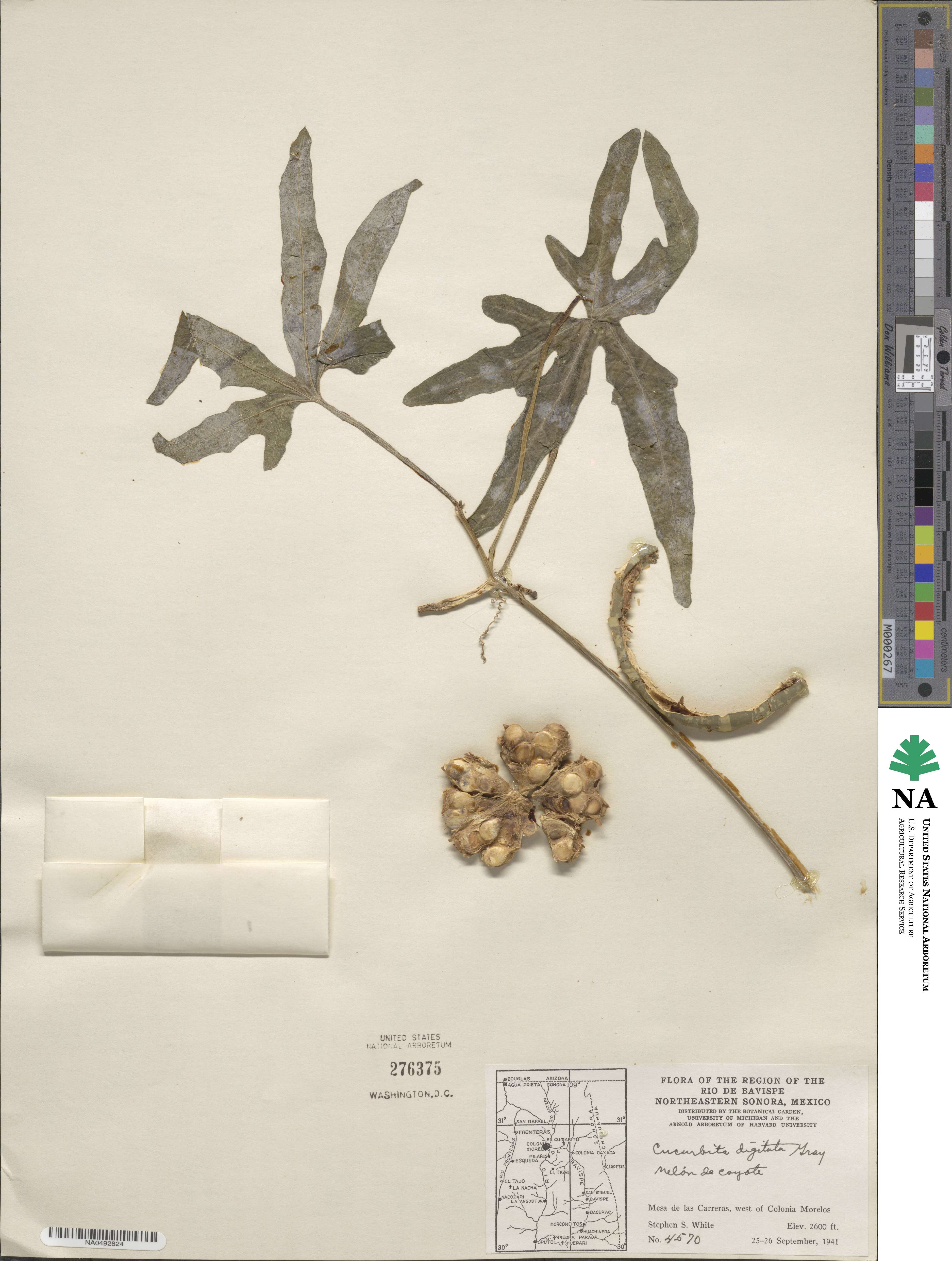 Cucurbita digitata image