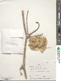 Image of Cucurbita foetidissima