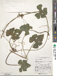 Image of Cucurbita radicans