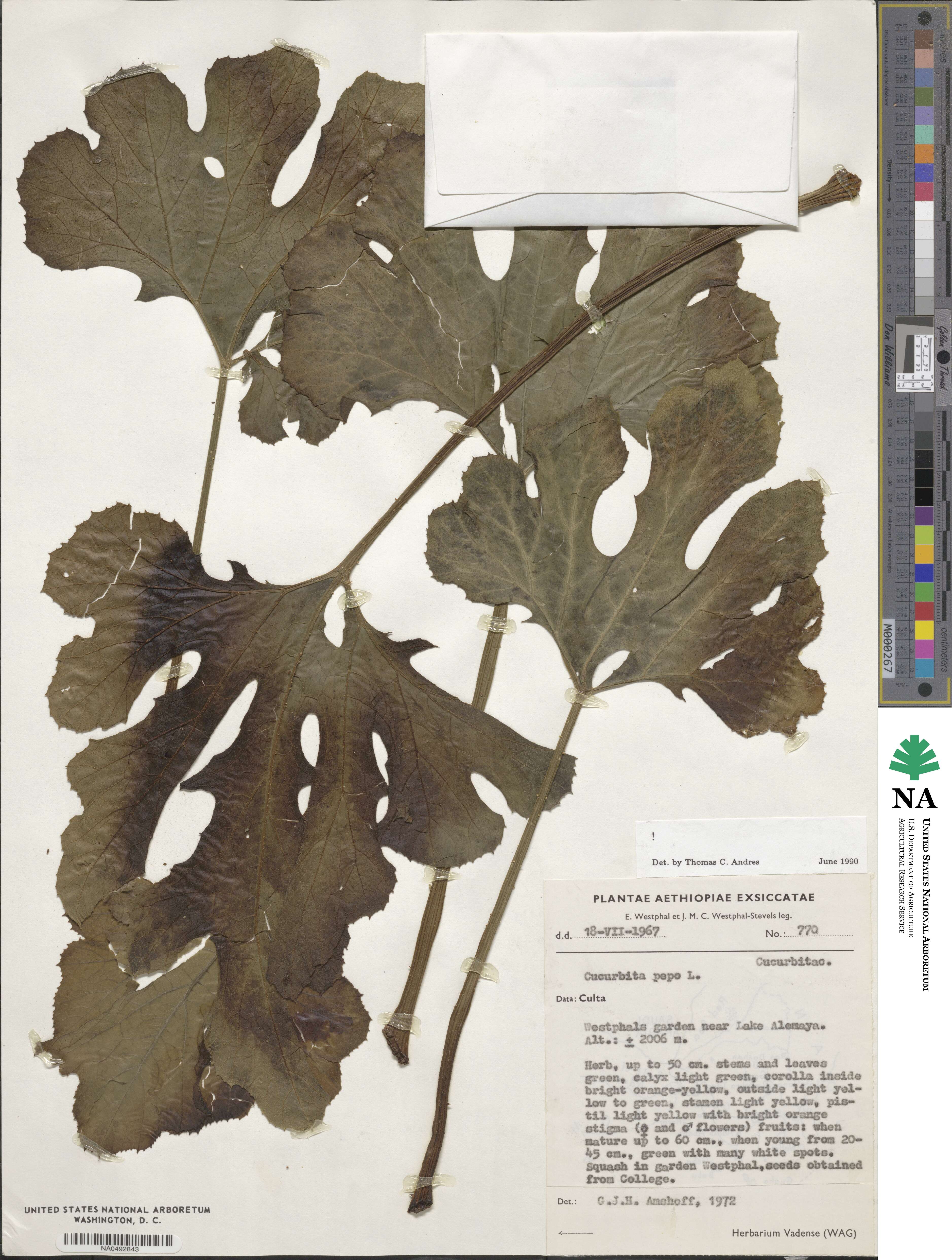 Cucurbita pepo image
